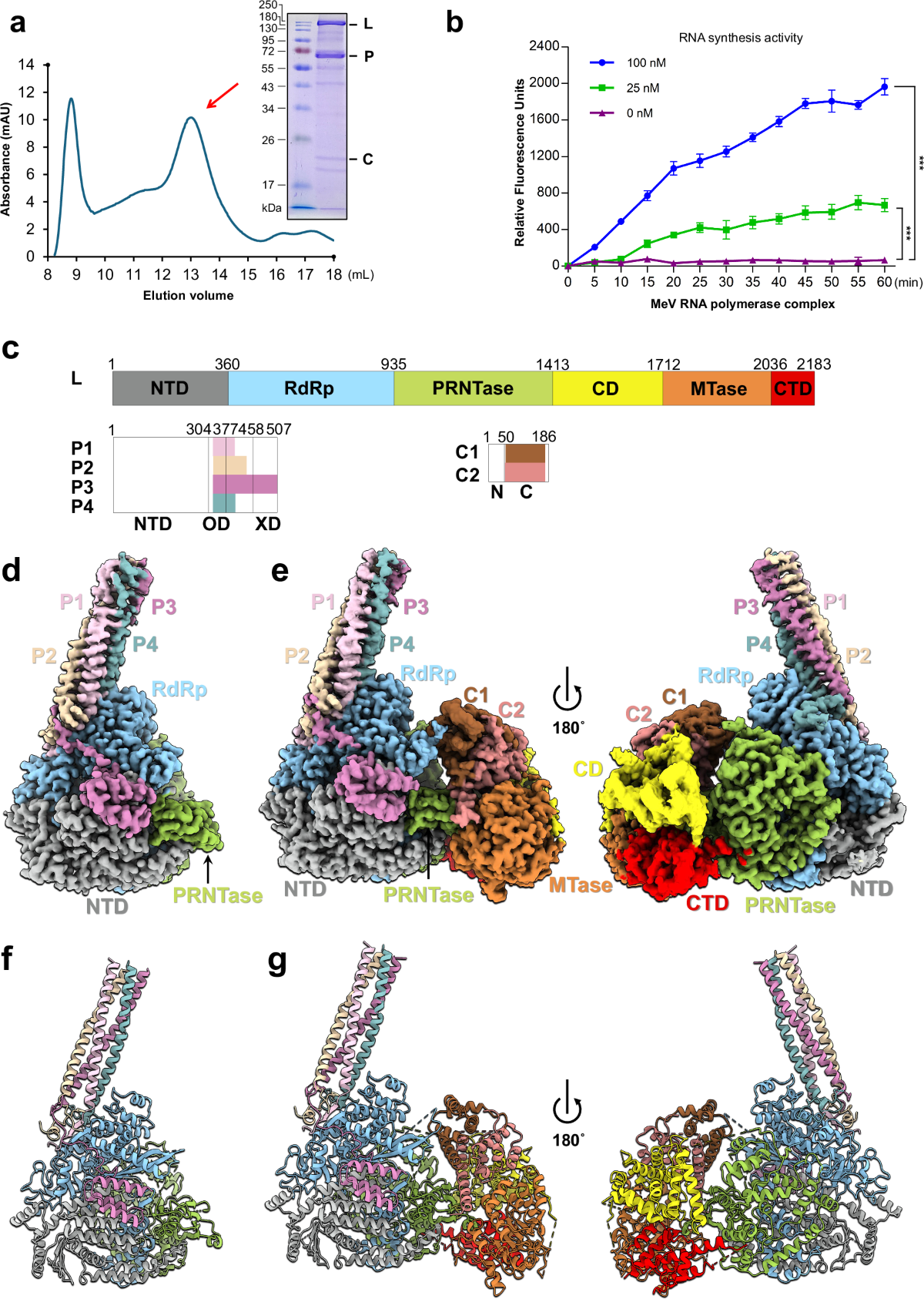 Structure of the measles virus ternary polymerase complex | Nature  Communications
