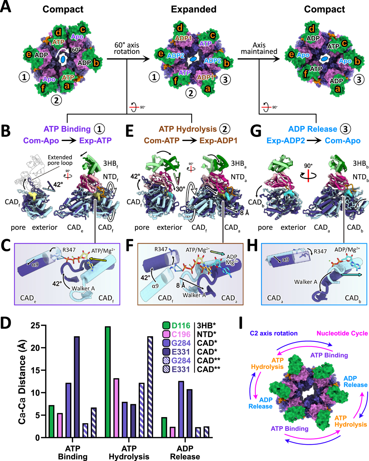 Conformational changes in the motor ATPase CpaF facilitate a rotary  mechanism of Tad pilus assembly | Nature Communications