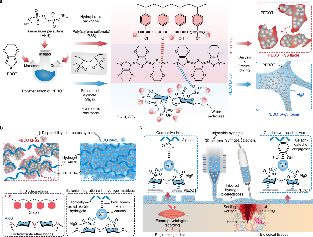 Boosting hydrogel conductivity via water-dispersible conducting polymers  for injectable bioelectronics | Nature Communications