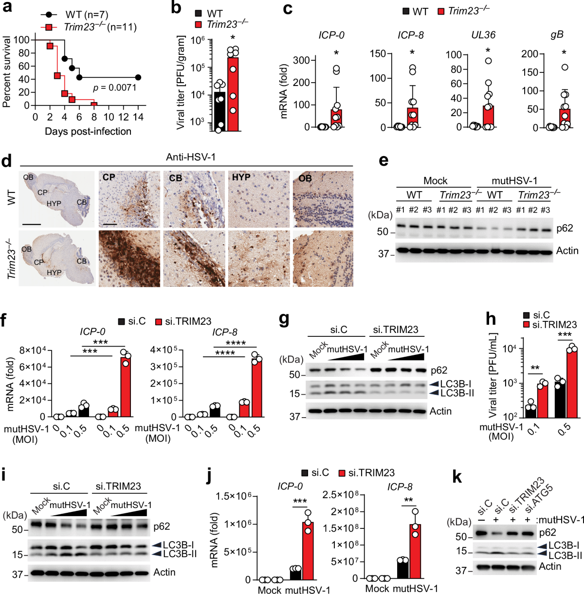 TRIM23 mediates cGAS-induced autophagy in anti-HSV defense | Nature  Communications