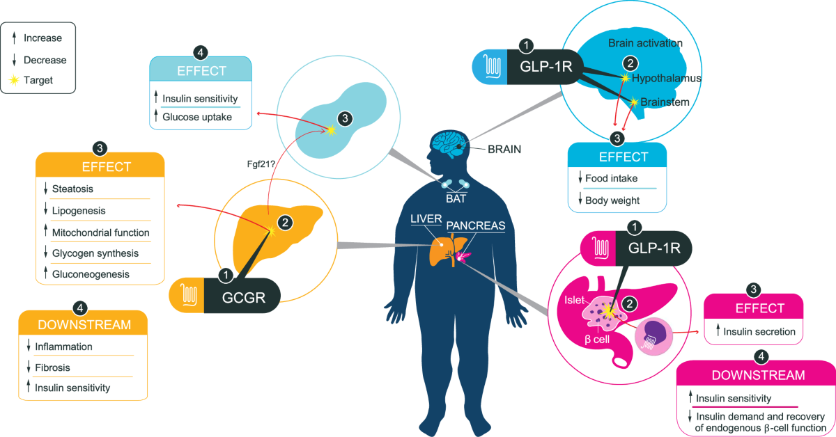 does glp 1 fix insulin resistance Understanding Resistance: Envizion Medical: Wellness Center Mechanism by which excessive circulating