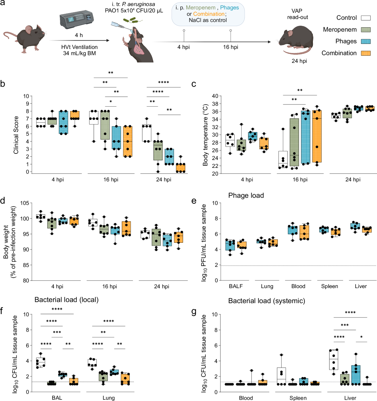 Adjunctive phage therapy improves antibiotic treatment of  ventilator-associated-pneumonia with Pseudomonas aeruginosa