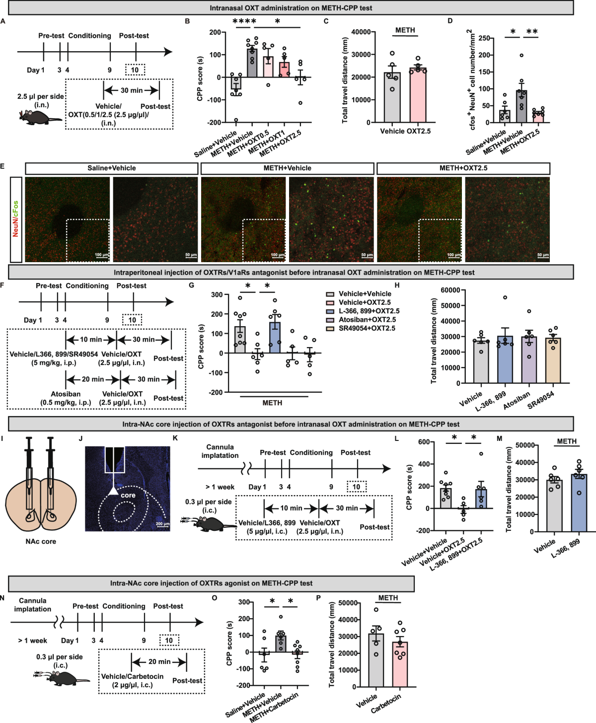 Oxytocinergic input from the paraventricular nucleus to the nucleus  accumbens core modulates methamphetamine-conditioned place preference |  Nature Communications