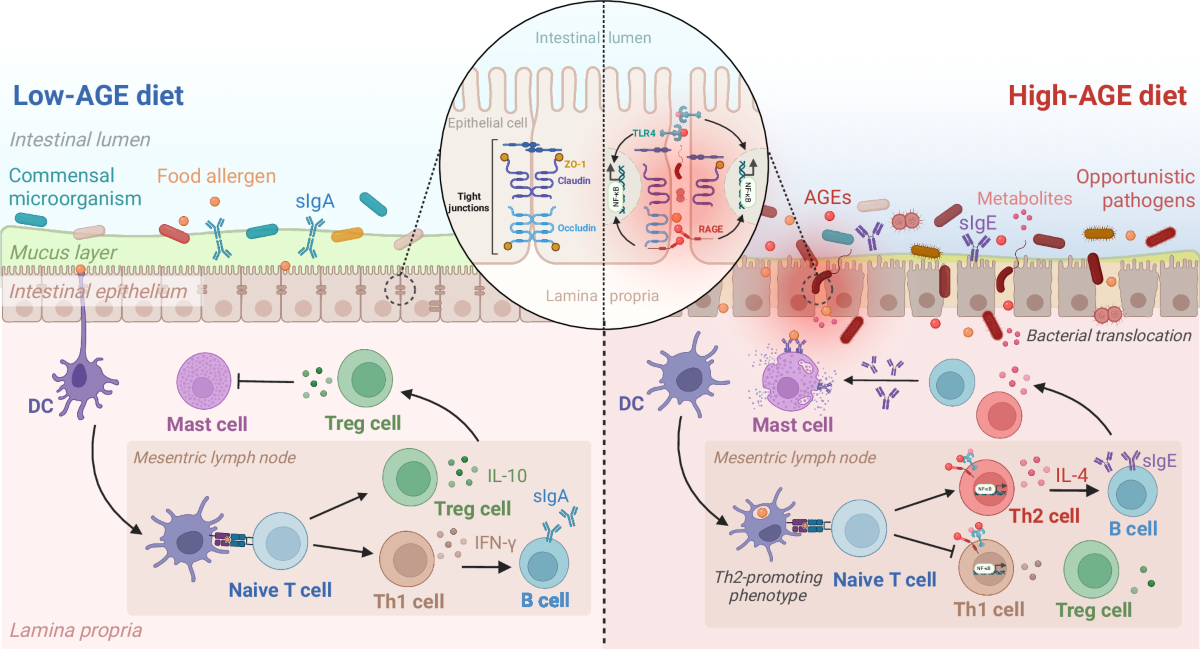 glutathione and dairy allergy ncbi Frontiers Food allergy: begin at the