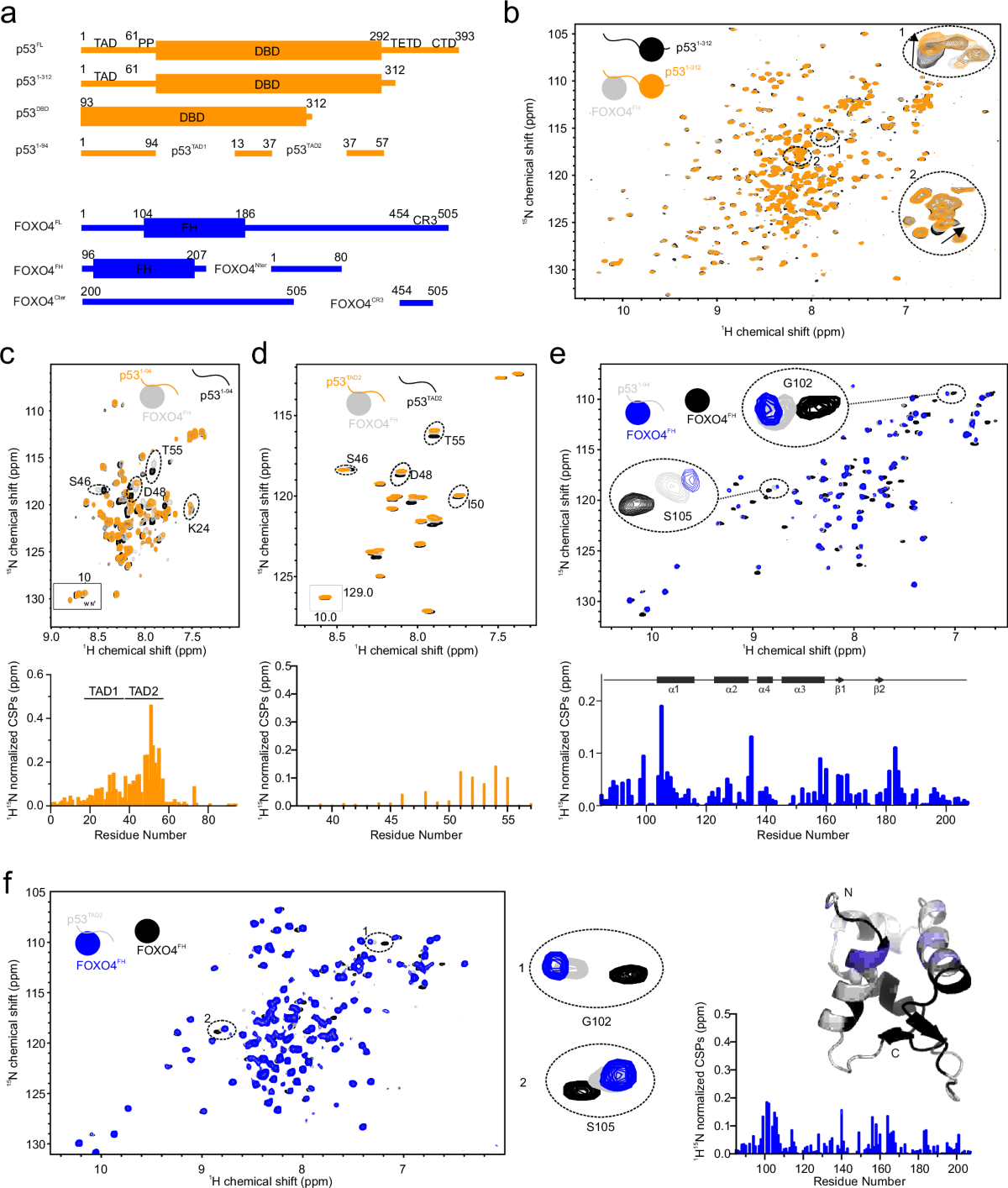 foxo4-dri news The disordered p53 transactivation domain is the target of FOXO4 and the  senolytic compound FOXO4-DRI