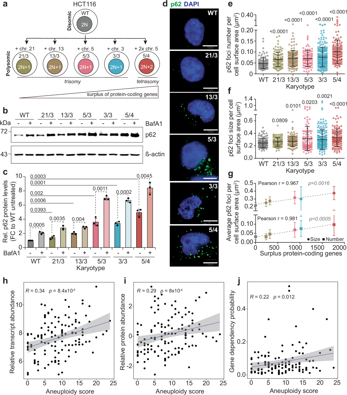 active white glutathione original vs fake 2016 Aneuploidy-induced proteostasis disruption impairs mitochondrial functions and mediates aggregation of mitochondrial precursor proteins through SQSTM1/p62 Recent Advances in Combating Bacterial