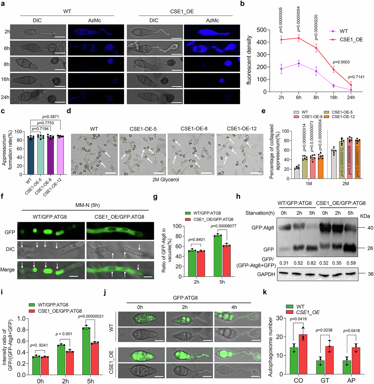 H2S-mediated protein S-sulfhydration modulates infectivity and autophagy in  the rice blast fungus | Nature Communications