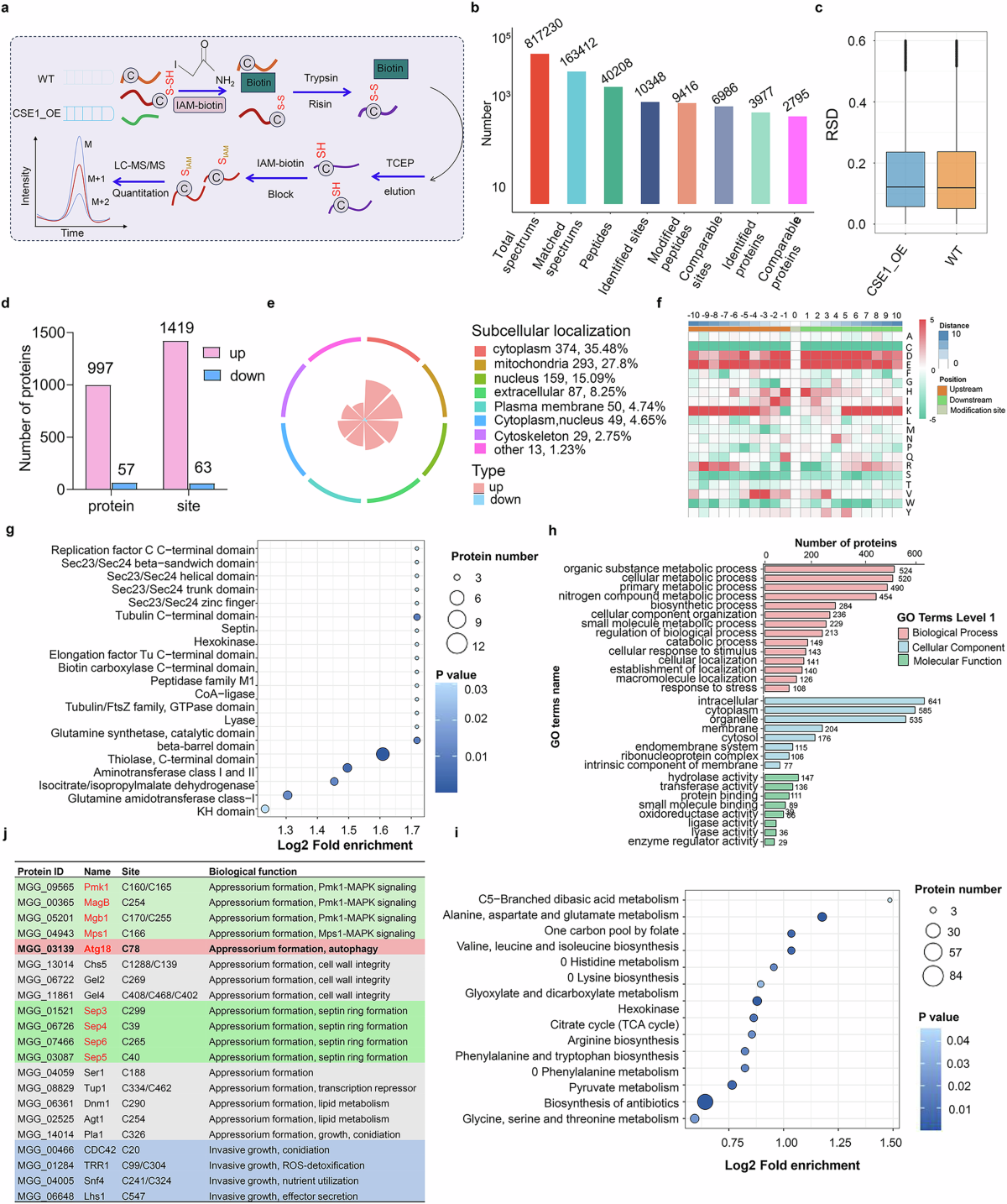 H2S-mediated protein S-sulfhydration modulates infectivity and autophagy in  the rice blast fungus | Nature Communications