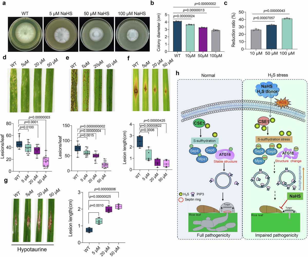 H2S-mediated protein S-sulfhydration modulates infectivity and autophagy in  the rice blast fungus | Nature Communications