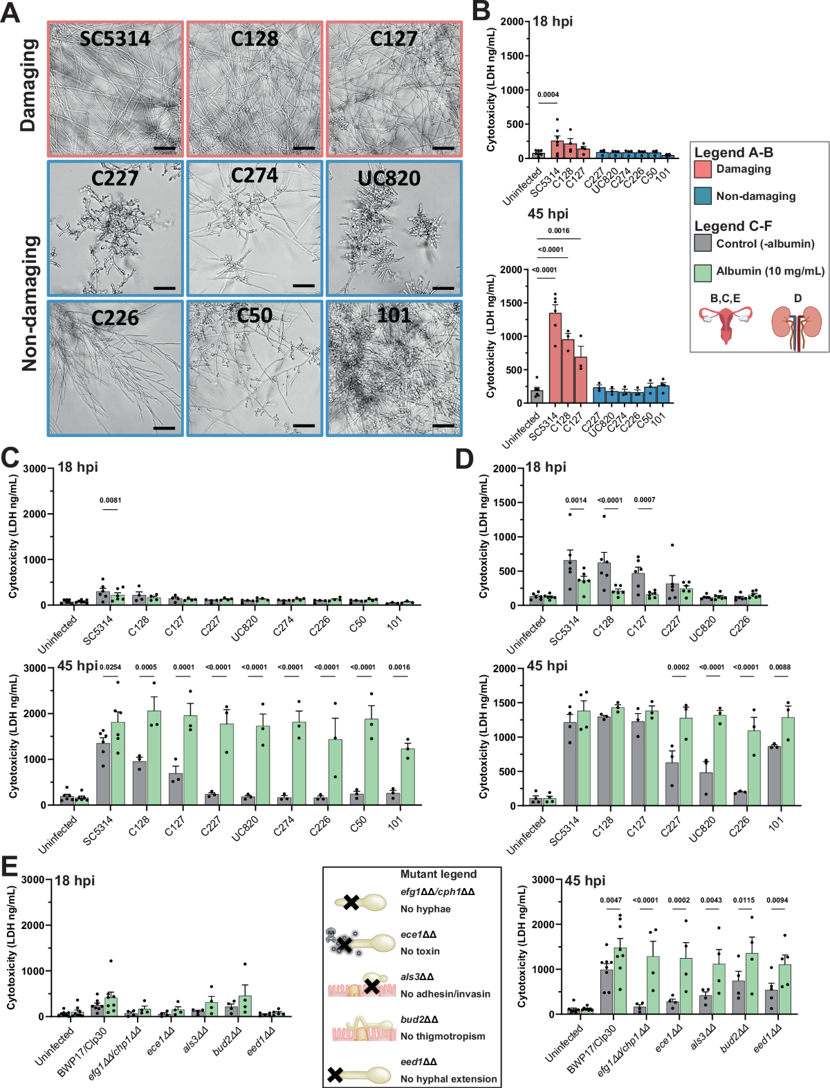 does glutathione cause yeast infection Glutathione Utilization by Candida albicans Requires a Functional  Glutathione Degradation (DUG) Pathway and OPT7, an Unusual Member of the  Oligopeptide Transporter Family main image 0