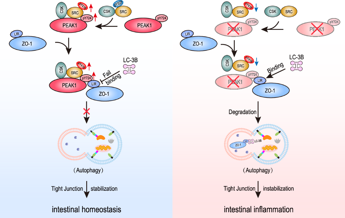 bpc-157 tight junction intestinal permeability study PEAK1 maintains tight junctions in intestinal epithelial cells and resists  colitis by inhibiting autophagy-mediated ZO-1 degradation