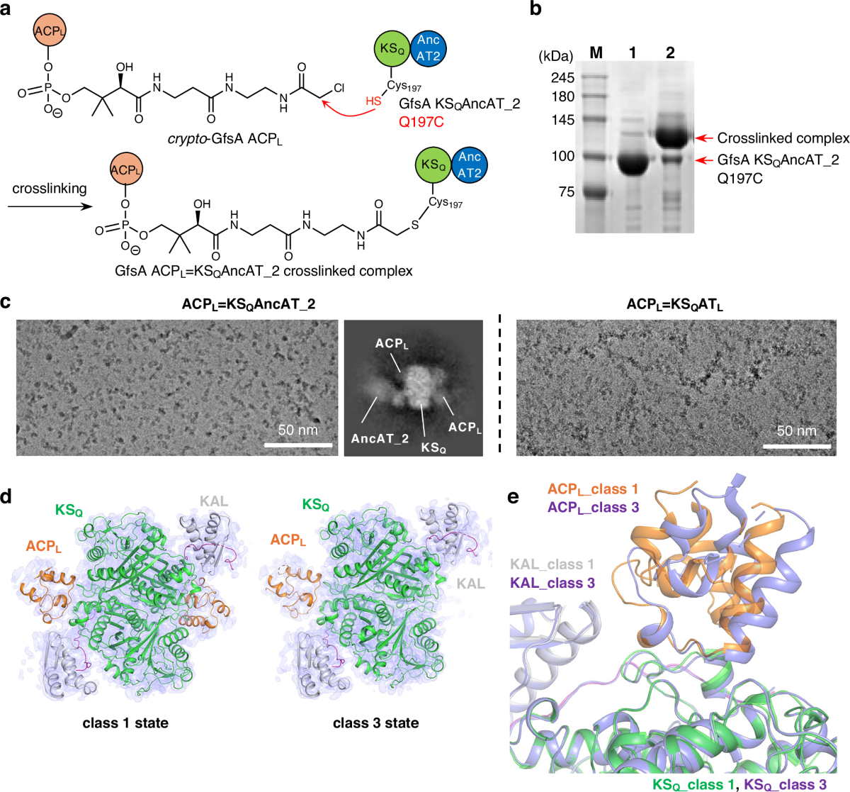 Ancestral sequence reconstruction as a tool for structural analysis of  modular polyketide synthases | Nature Communications