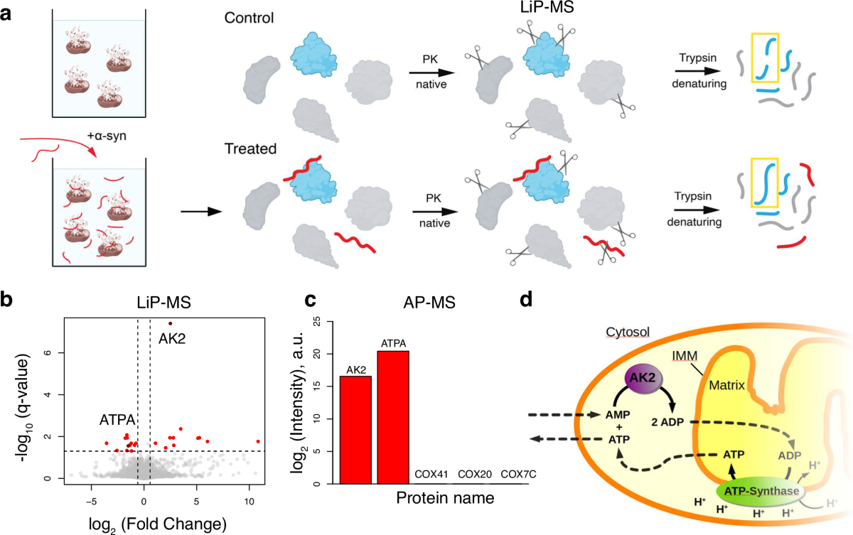 Alpha-synuclein interacts with regulators of ATP homeostasis in  mitochondria | Nature Communications, image size:1200x753