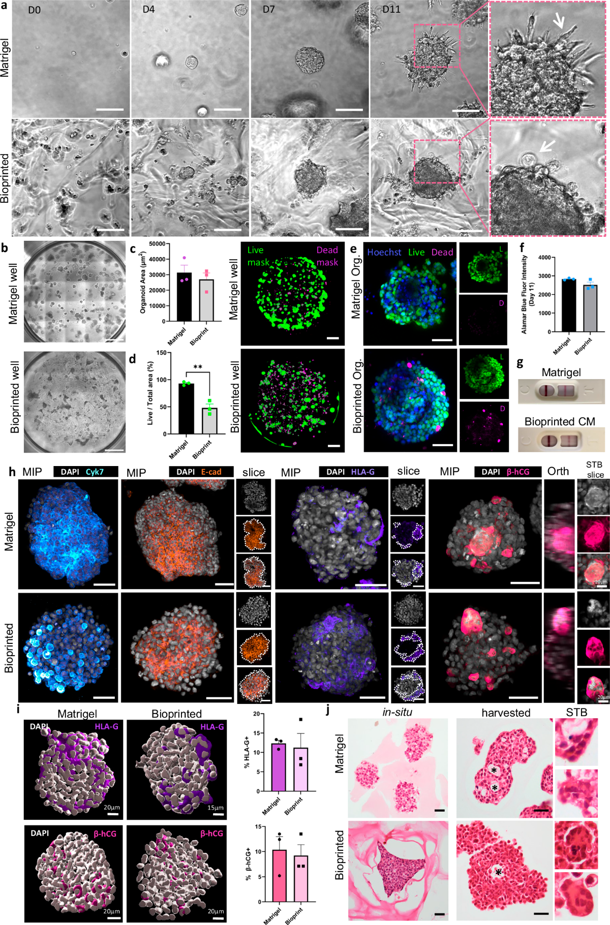 mixing hcg with bac water Chorionic Gonadotropin main image 0