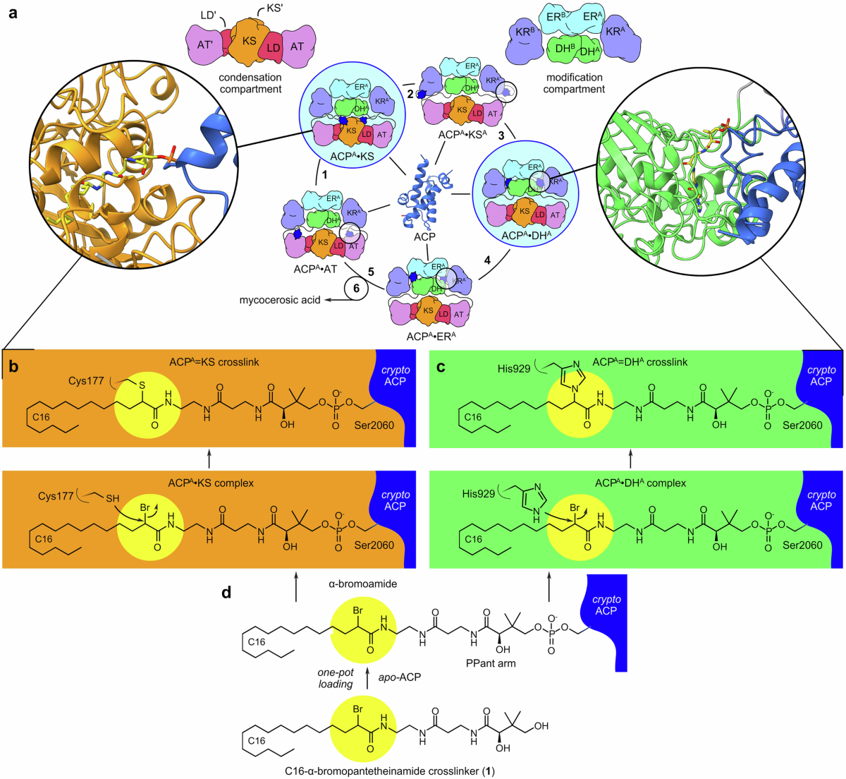 Visualizing acyl carrier protein interactions within a crosslinked type I  polyketide synthase | Nature Communications