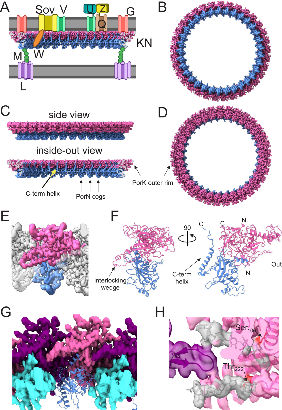 Insights into type IX secretion from PorKN cogwheel structure bound to PorG  and attachment complexes | Nature Communications