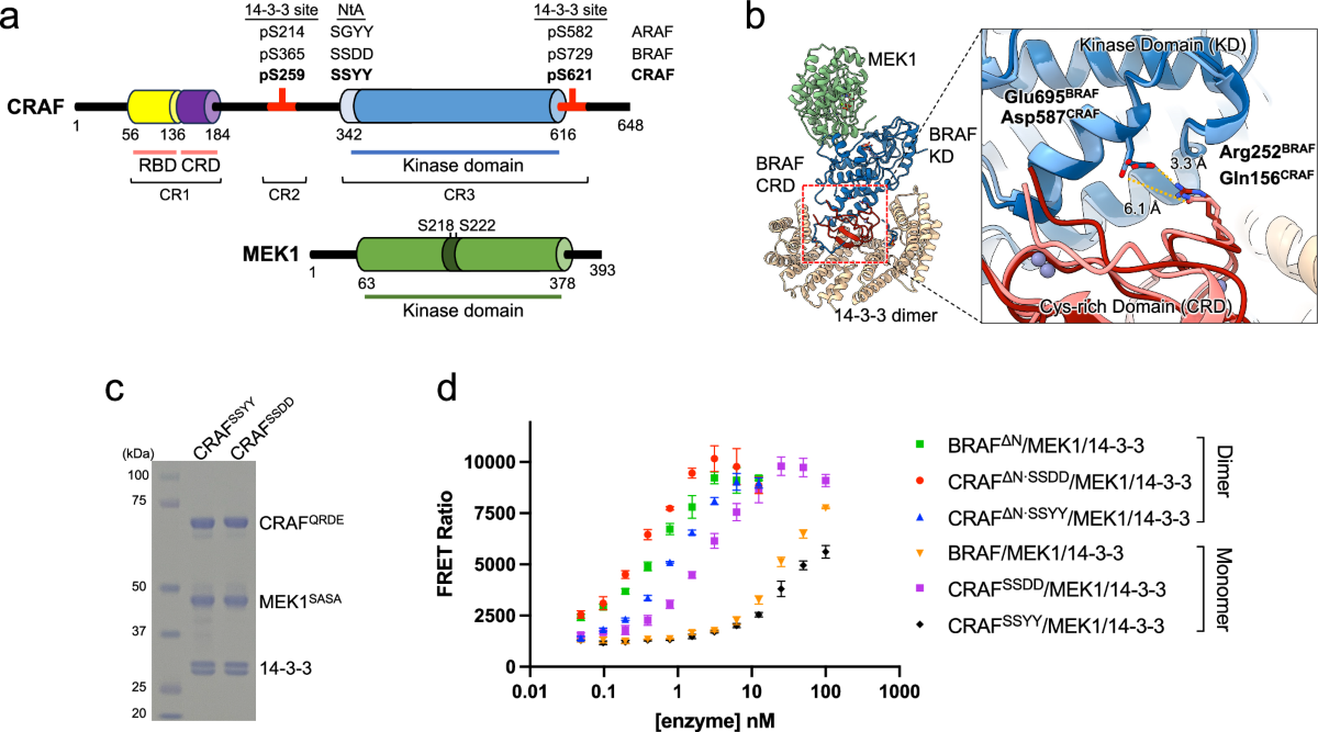 Cryo-EM structures of CRAF/MEK1/14-3-3 complexes in autoinhibited and  open-monomer states reveal features of RAF regulation | Nature  Communications