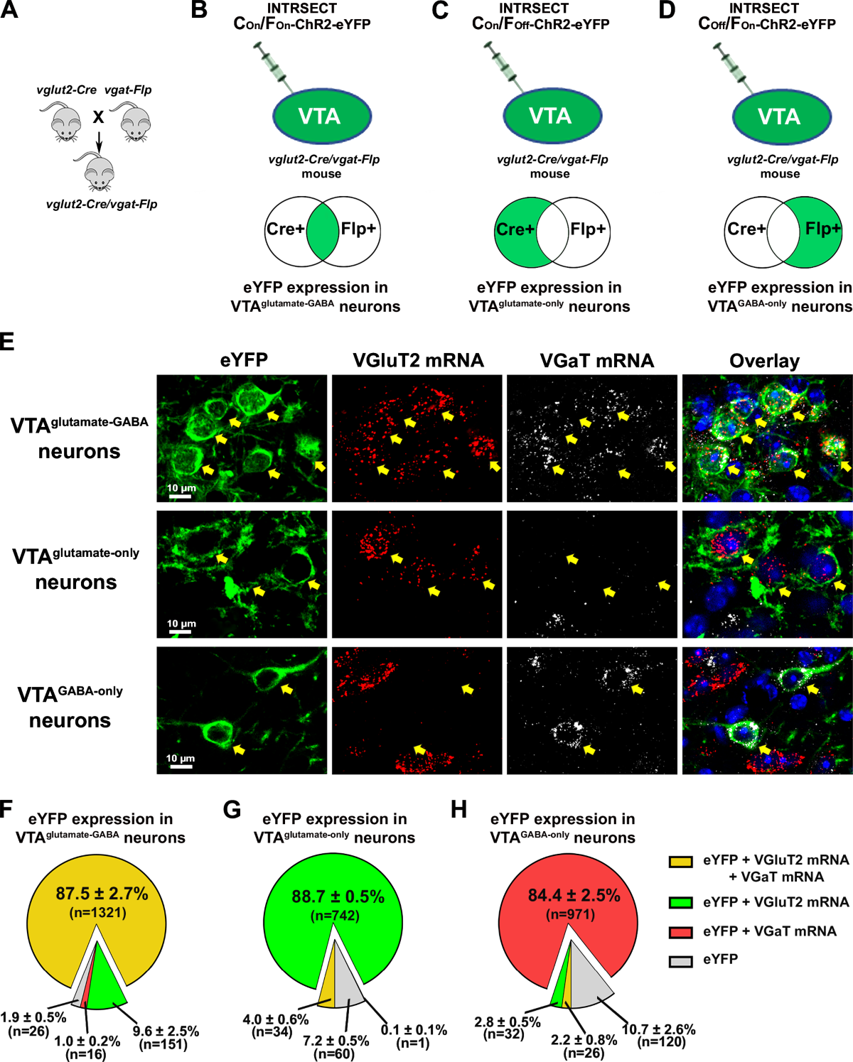 VTA monosynaptic connections by local glutamate and GABA neurons 