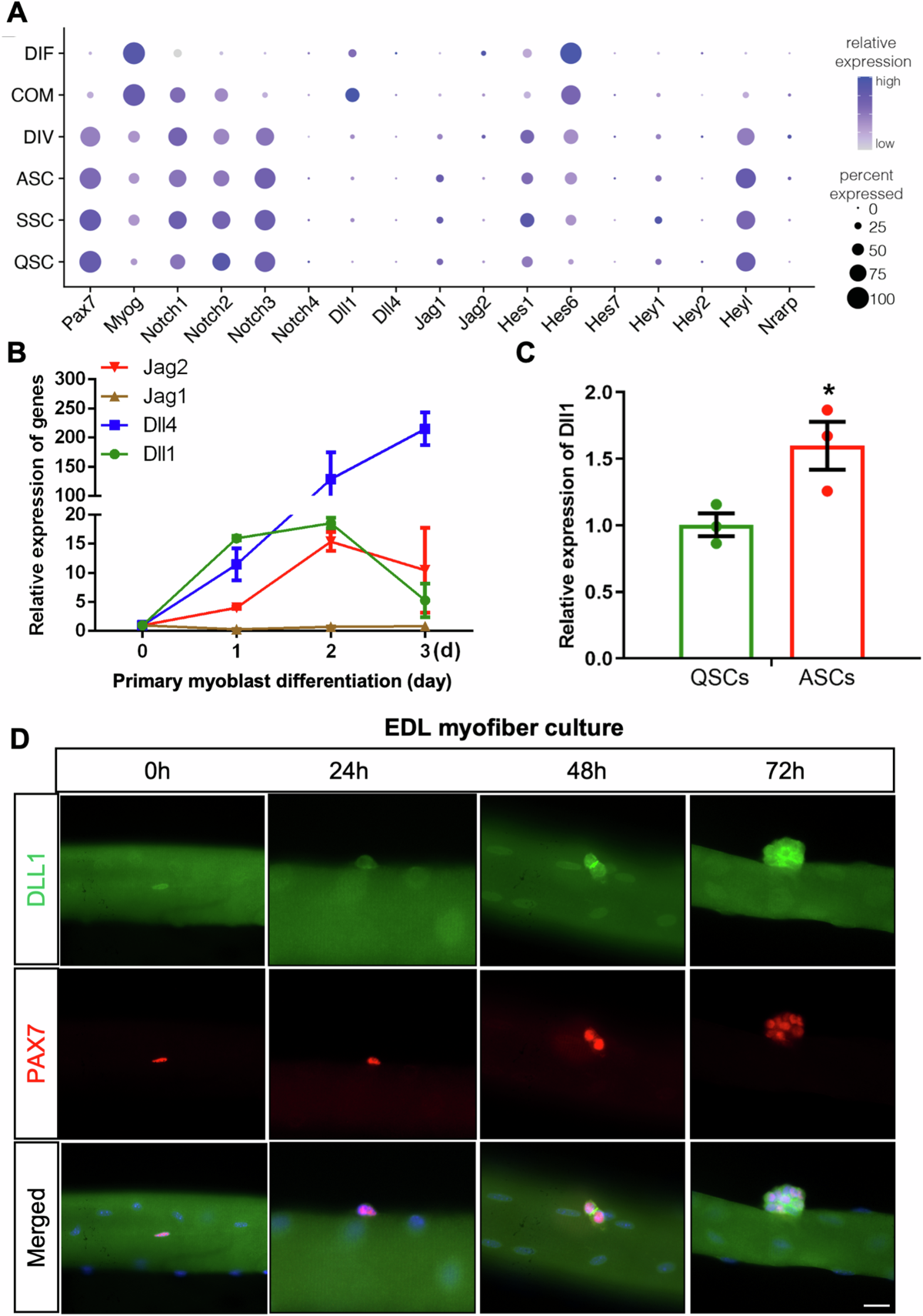 Stage-specific and cell-autonomous functions of Delta-like 1 in skeletal  muscle stem cells and myogenesis | Nature Communications