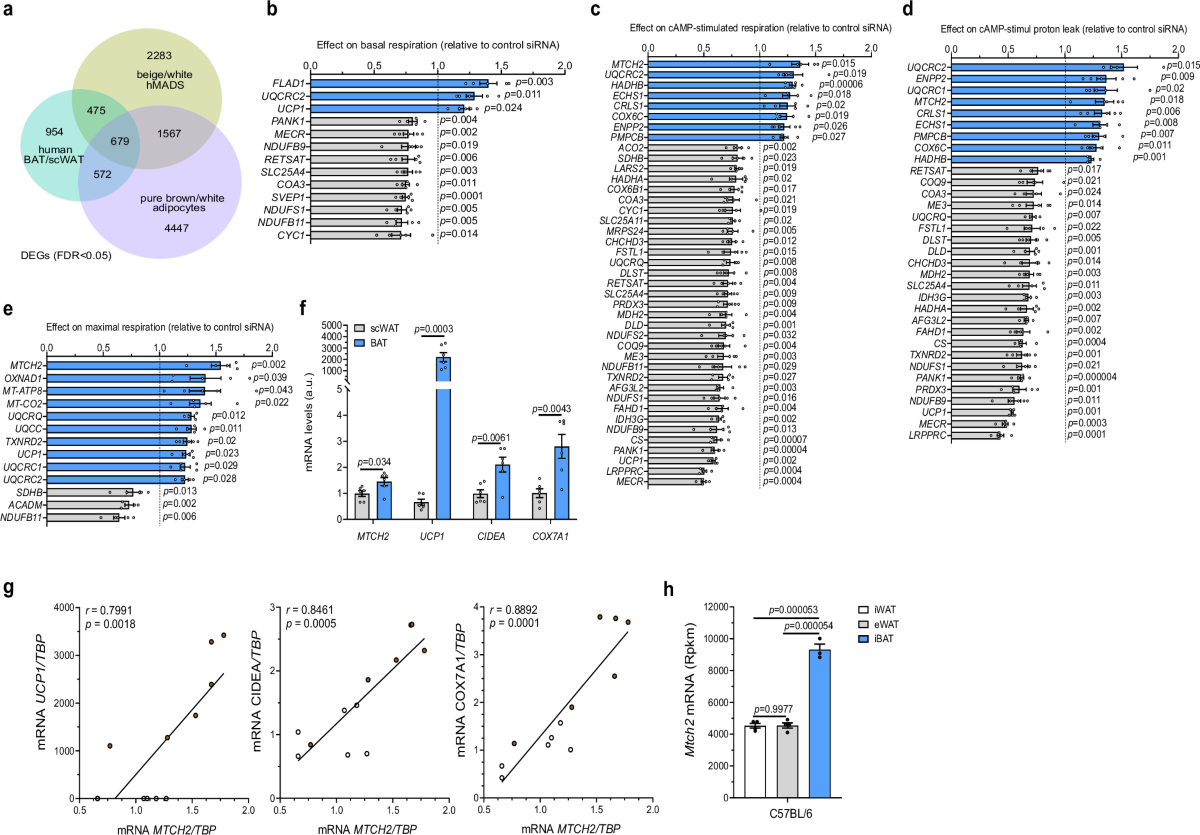 MTCH2 modulates CPT1 activity to regulate lipid metabolism of adipocytes |  Nature Communications
