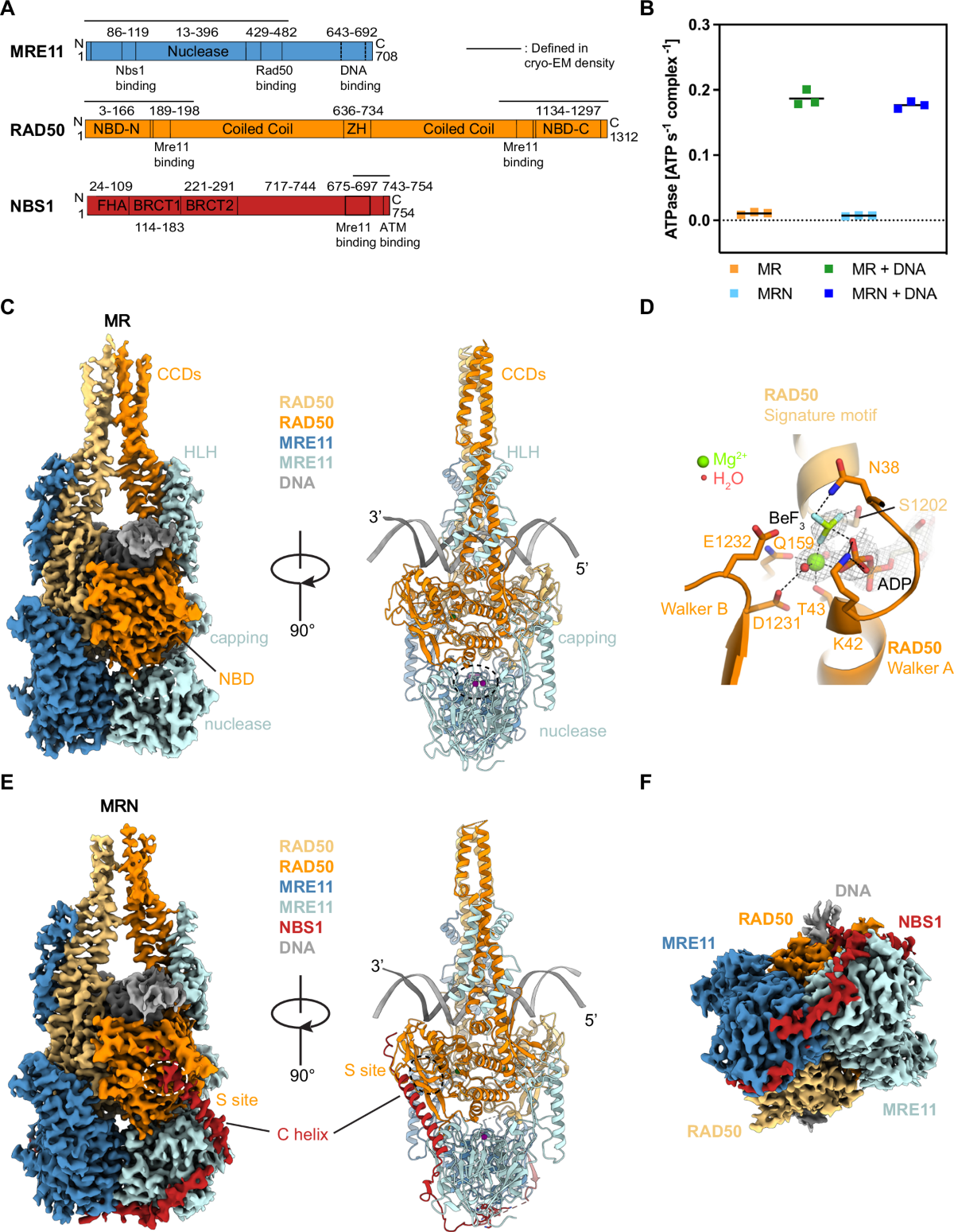 Structural basis for DNA break sensing by human MRE11-RAD50-NBS1 and its  regulation by telomeric factor TRF2 | Nature Communications