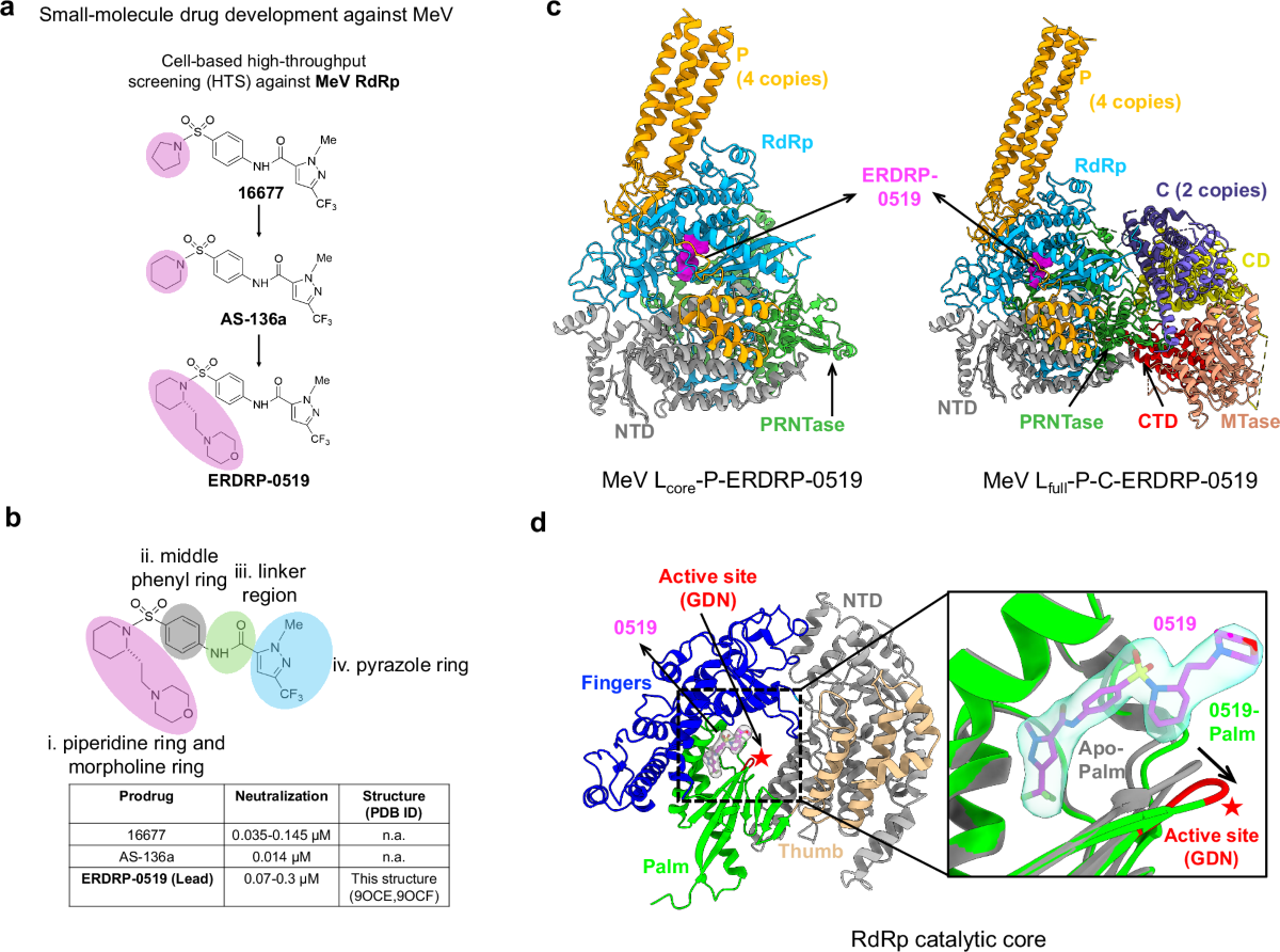 Structural basis of measles virus polymerase inhibition by nonnucleoside  inhibitor ERDRP-0519 | Nature Communications