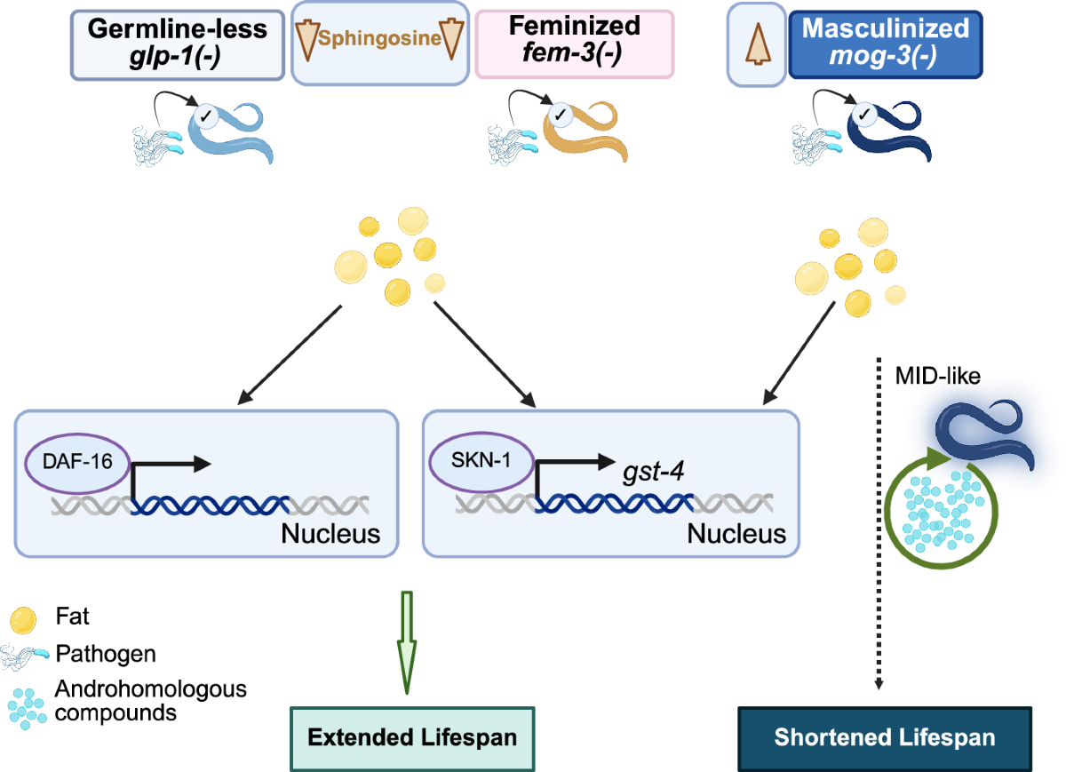 Different gametogenesis states uniquely impact longevity in Caenorhabditis  elegans