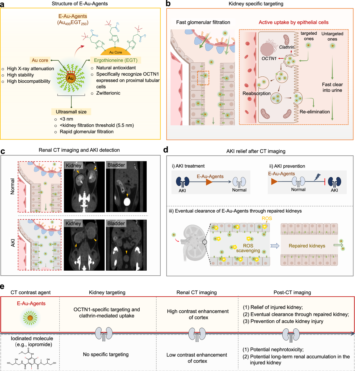 Reno-protective CT contrast nanoagent targets proximal tubular epithelium  for kidney disease imaging and repair in a mouse model