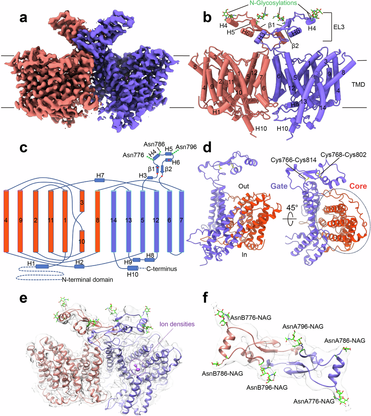CryoEM and computational modeling structural insights into the pH  