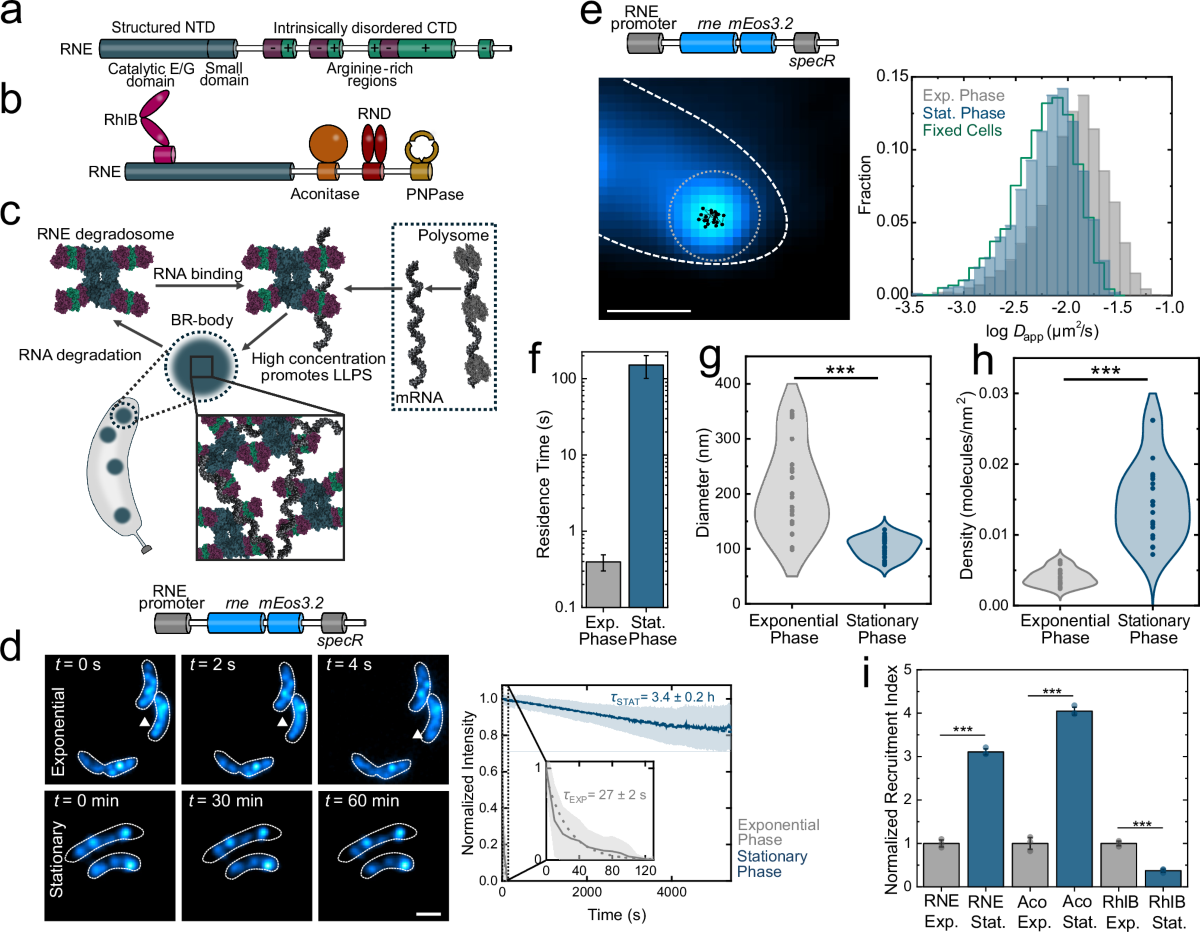 Stress changes the material state of a bacterial biomolecular condensate  and shifts its function from mRNA decay to storage | Nature Communications
