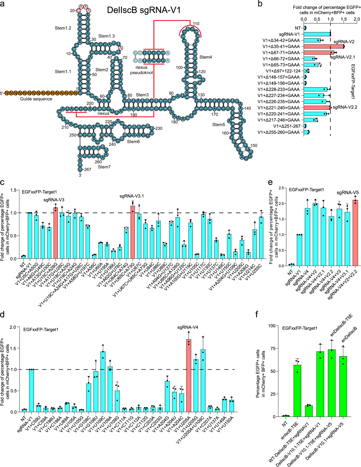 Engineering a CRISPR-associated IscB system for developing miniature  genome-editing tools in human cells and mouse embryos | Nature  Communications