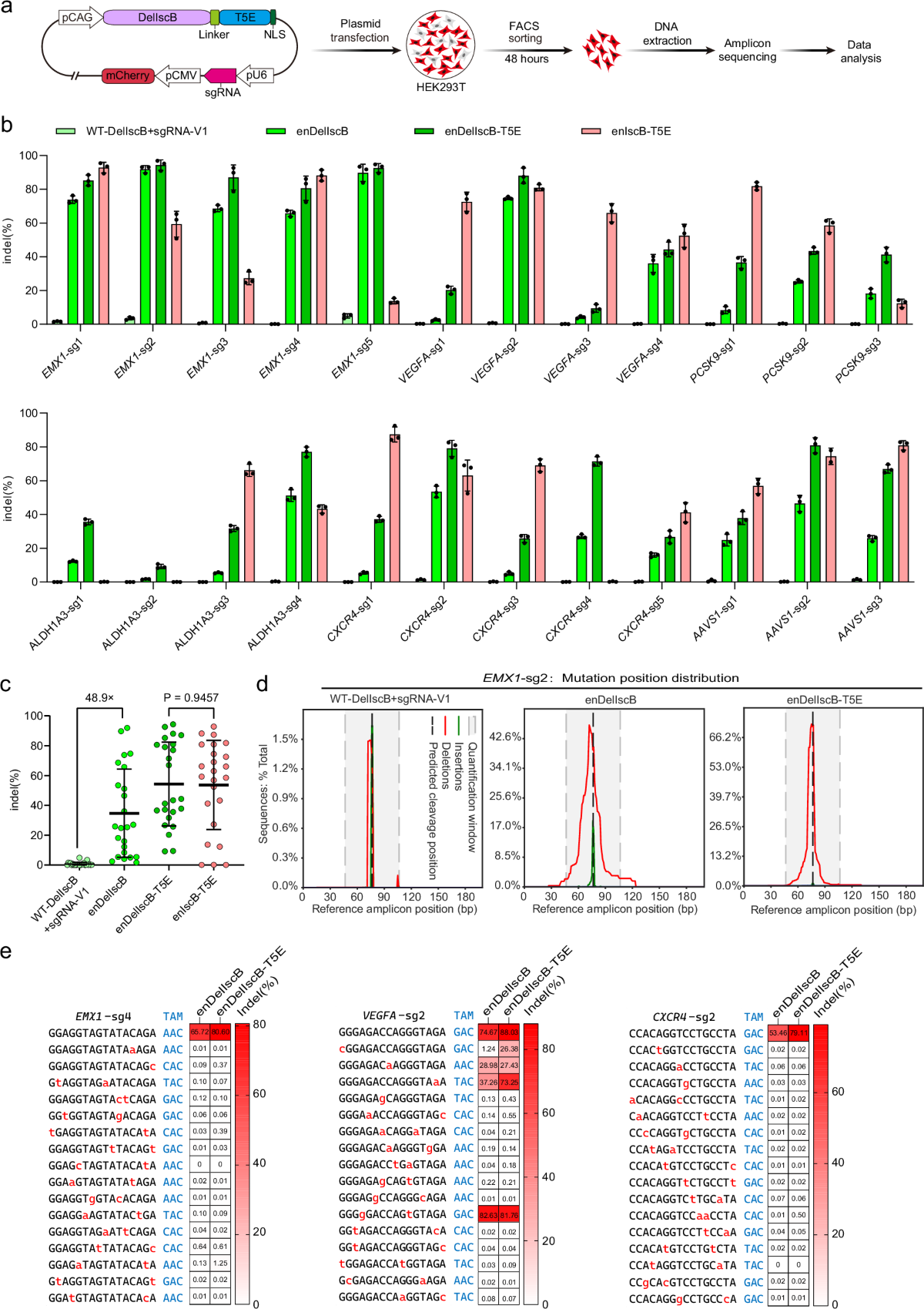 Engineering a CRISPR-associated IscB system for developing miniature  genome-editing tools in human cells and mouse embryos | Nature  Communications