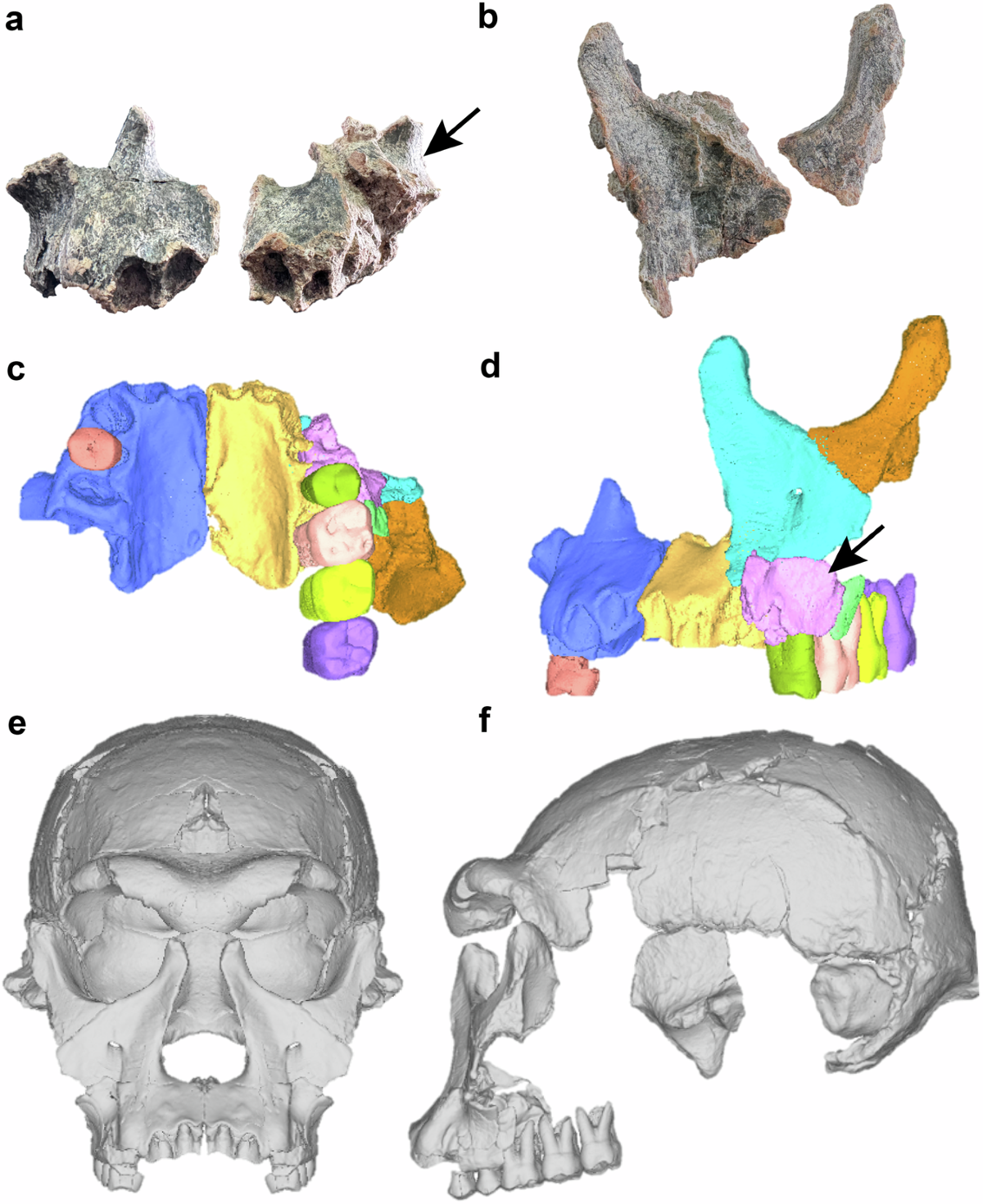 The feeding biomechanics and dietary ecology of \u003citalic toggle\u003d'yes'\u003eAustralopithecus  africanus\u003c/italic\u003e, image size:1200x1470
