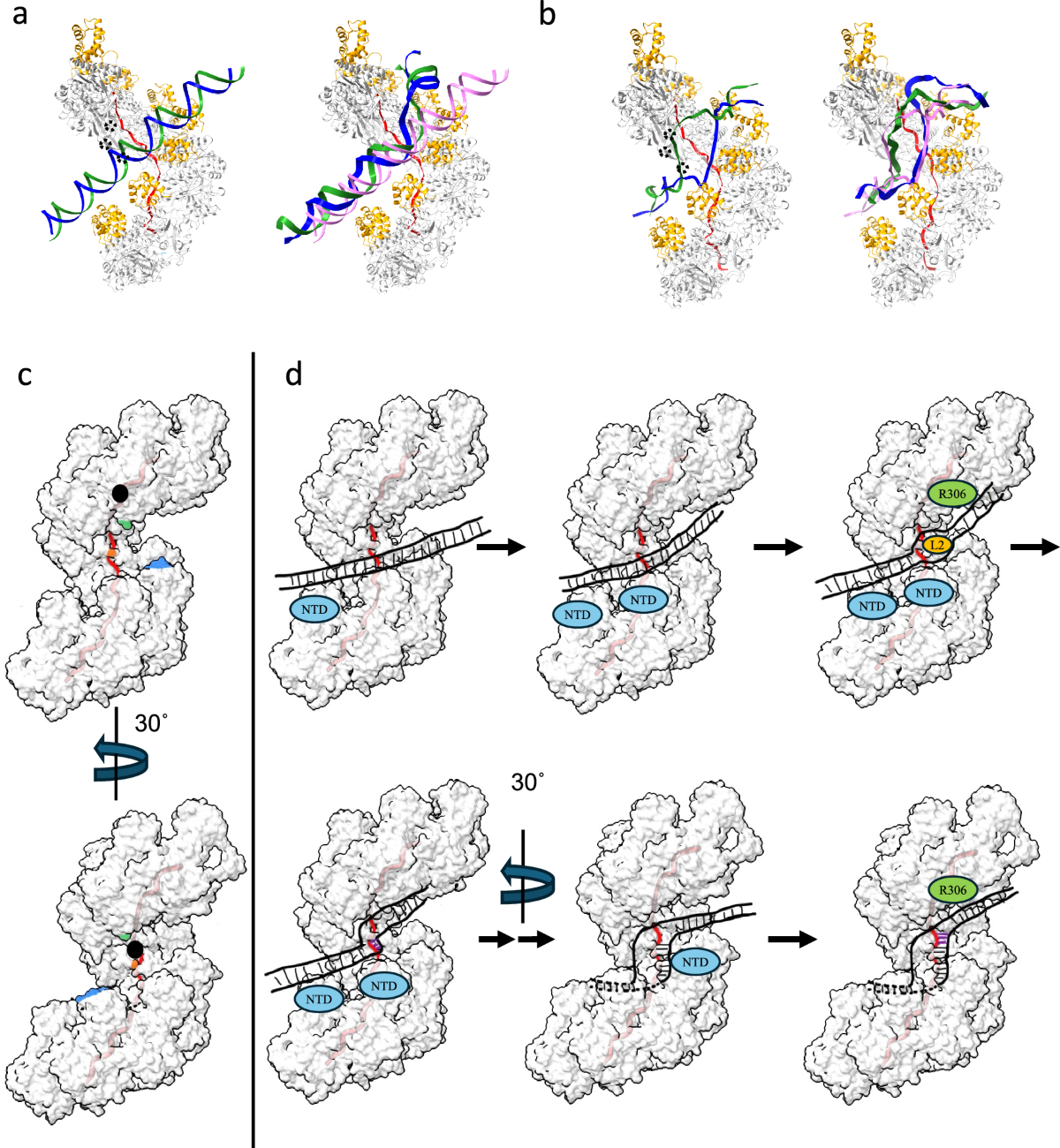 RAD51 D-loop structures reveal the mechanism of eukaryotic RAD51-mediated  strand exchange | Nature Communications