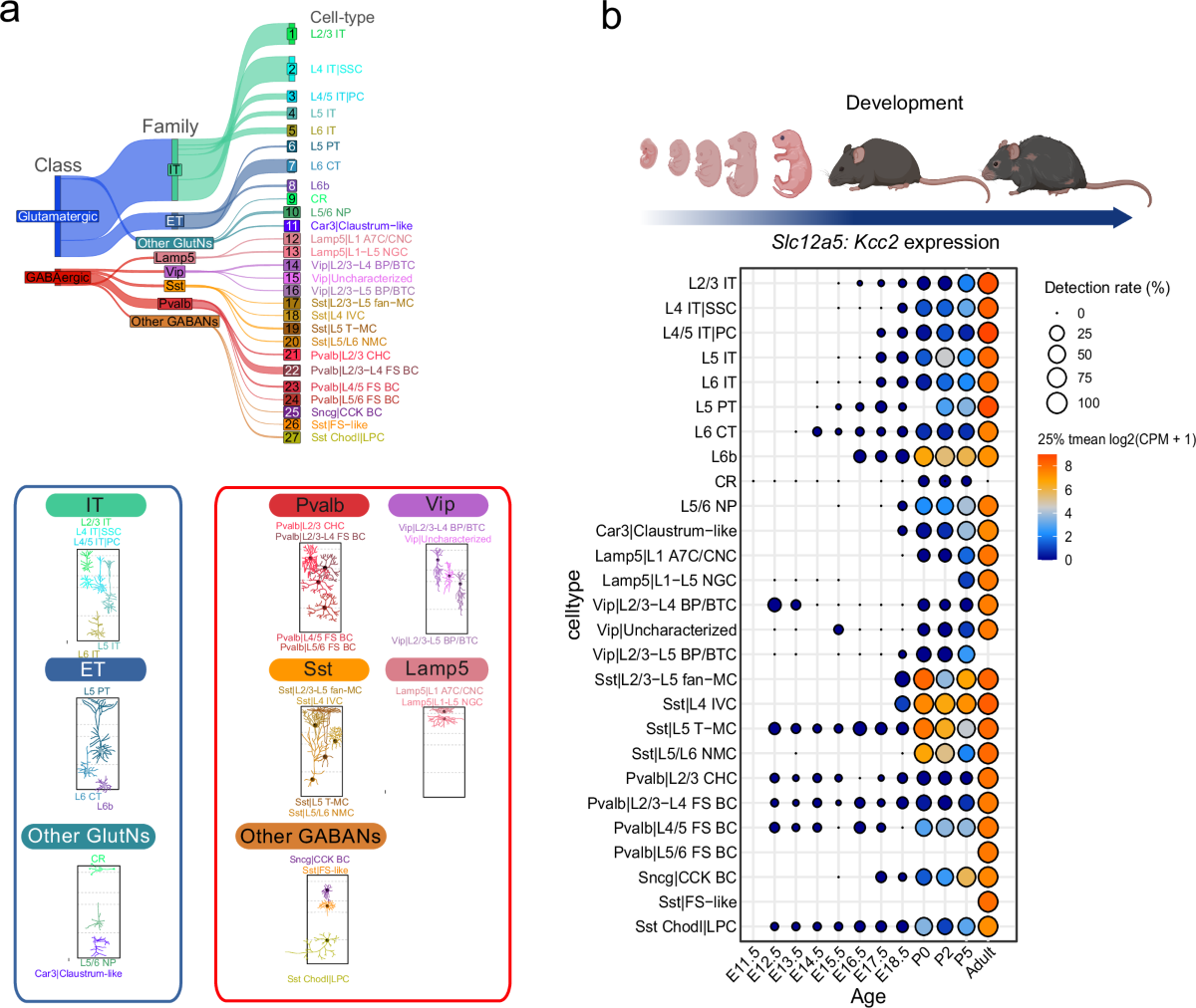 Functional KCC2 expression marks an evolutionarily conserved population of  early-maturing interneurons in the perinatal cortex | Nature Communications