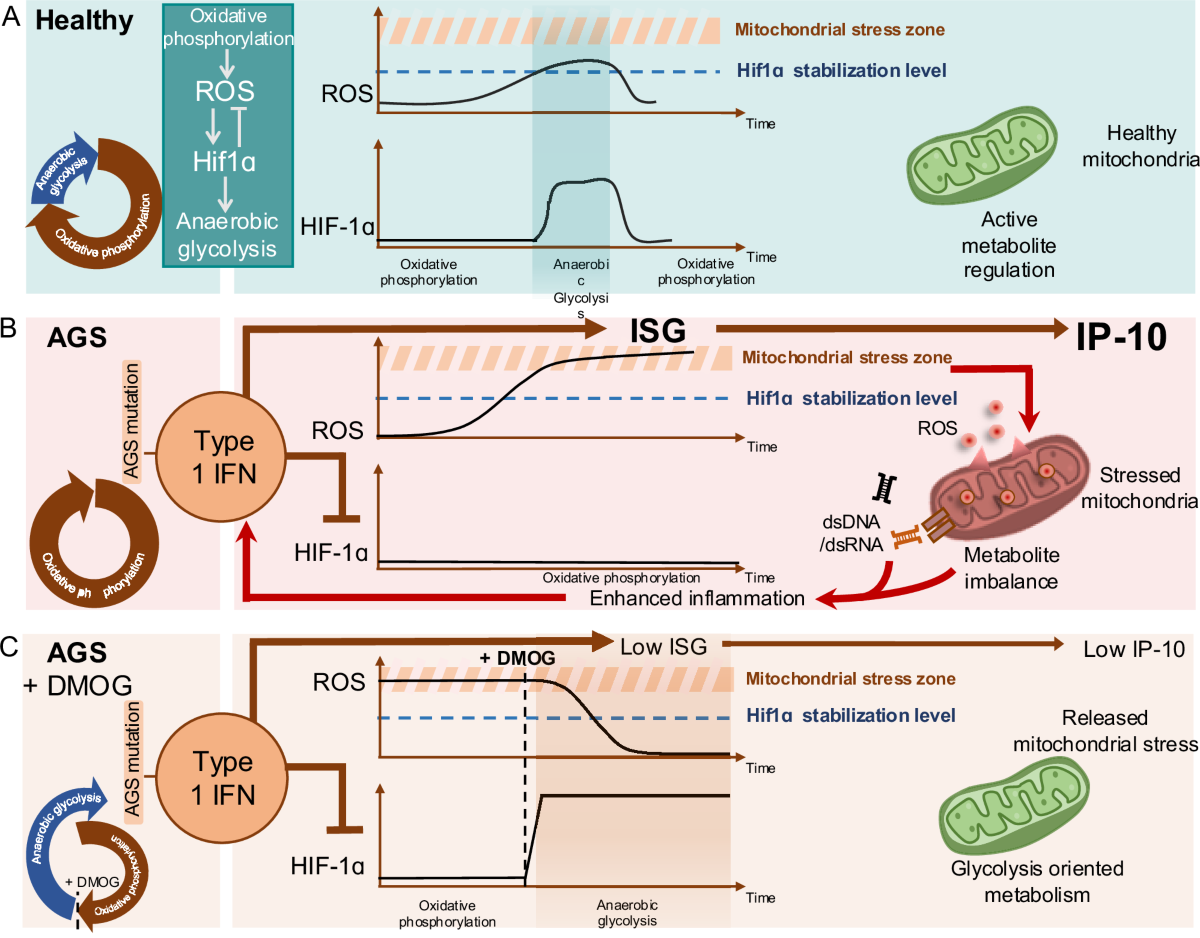 glutathione vitamin c ratio Redox potentials of NAD(P), glutathione, and ascorbate couples. Adapted...