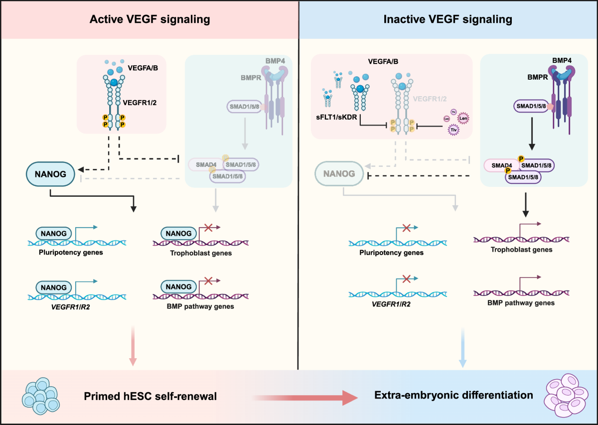 ghk cu upregulates vegf fgf Endogenous signaling acts as a guardian of human primed pluripotency Volume:10mg – 10 vial lab pack (Save 10%) how long does cagrilintide Hair Care Bundle