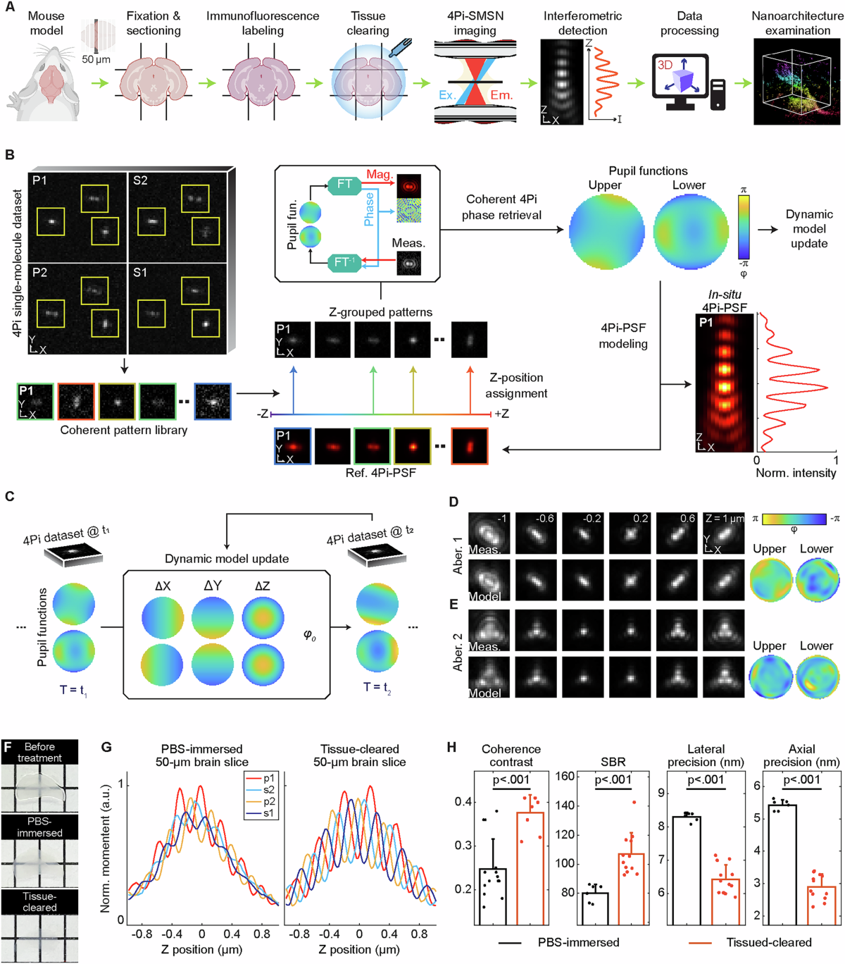 Interferometric ultra-high resolution 3D imaging through brain 