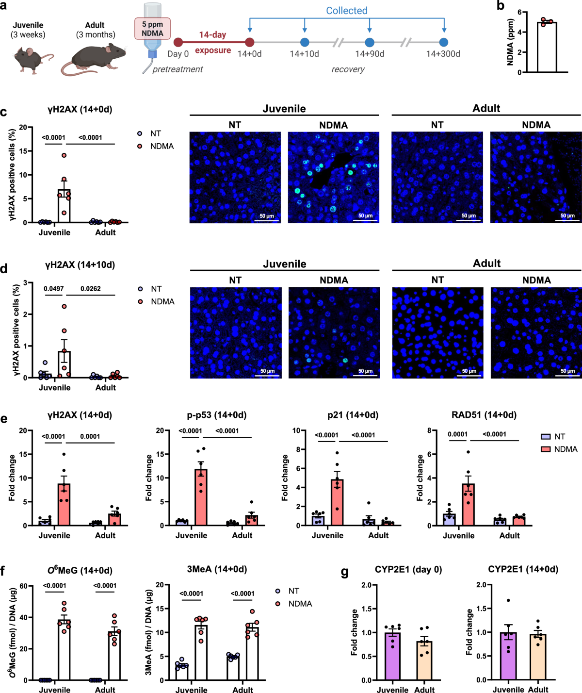 glutathione nitrosamines Early life exposure to N-nitrosamine drives genotoxicity, mutagenesis, and tumorigenesis in DNA repair-deficient mice Eye_Guide