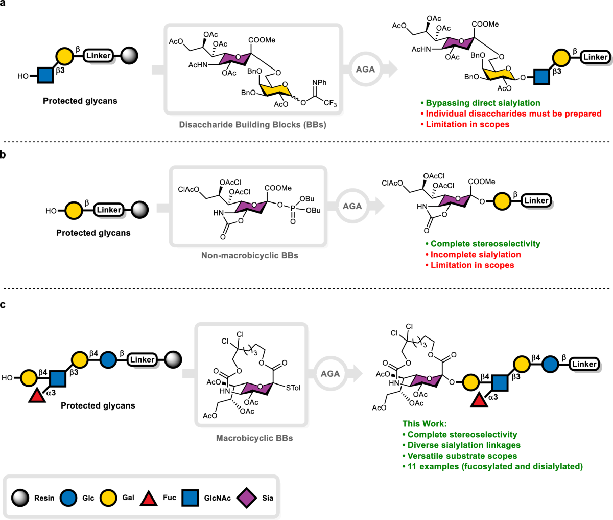 Synthesis of sialylated human milk oligosaccharides by automated 
