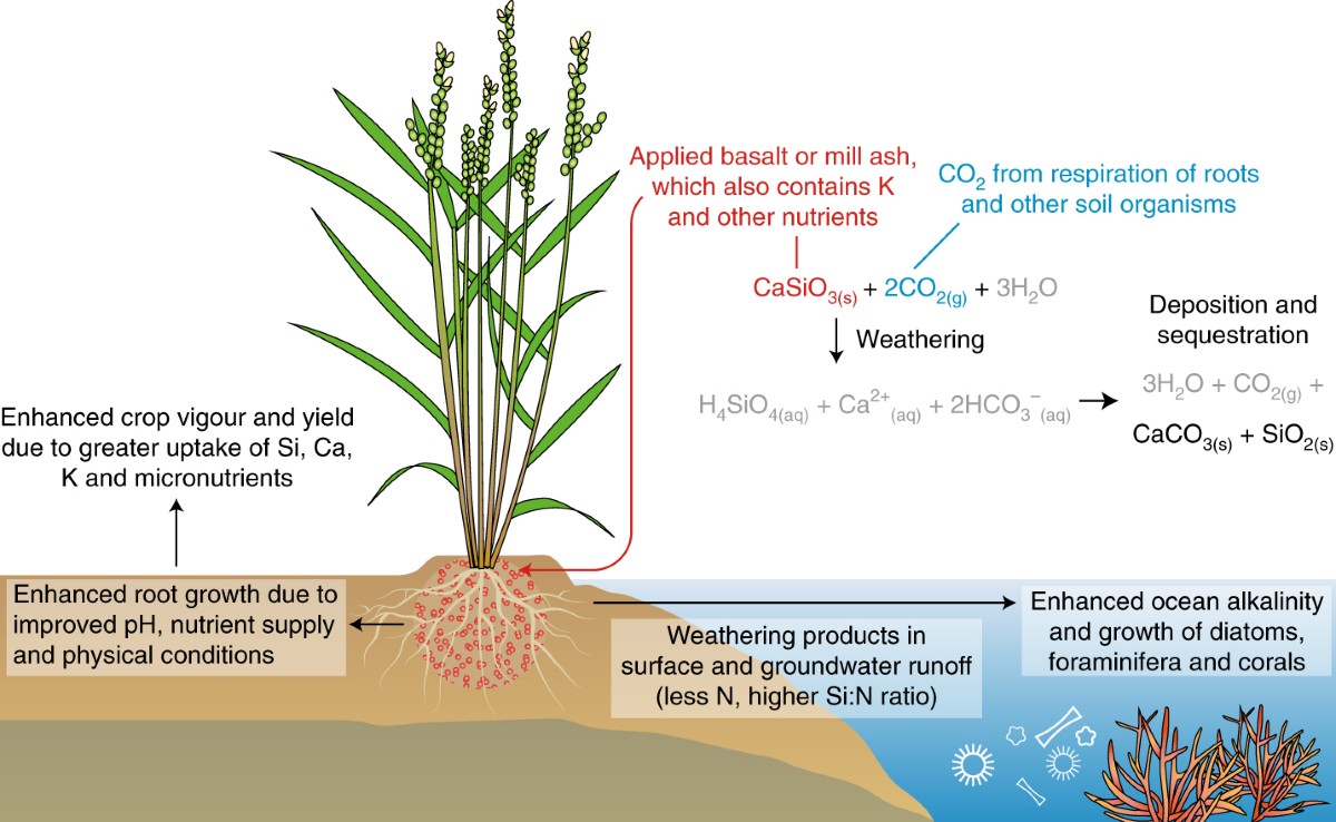 enhanced weathering agriculture