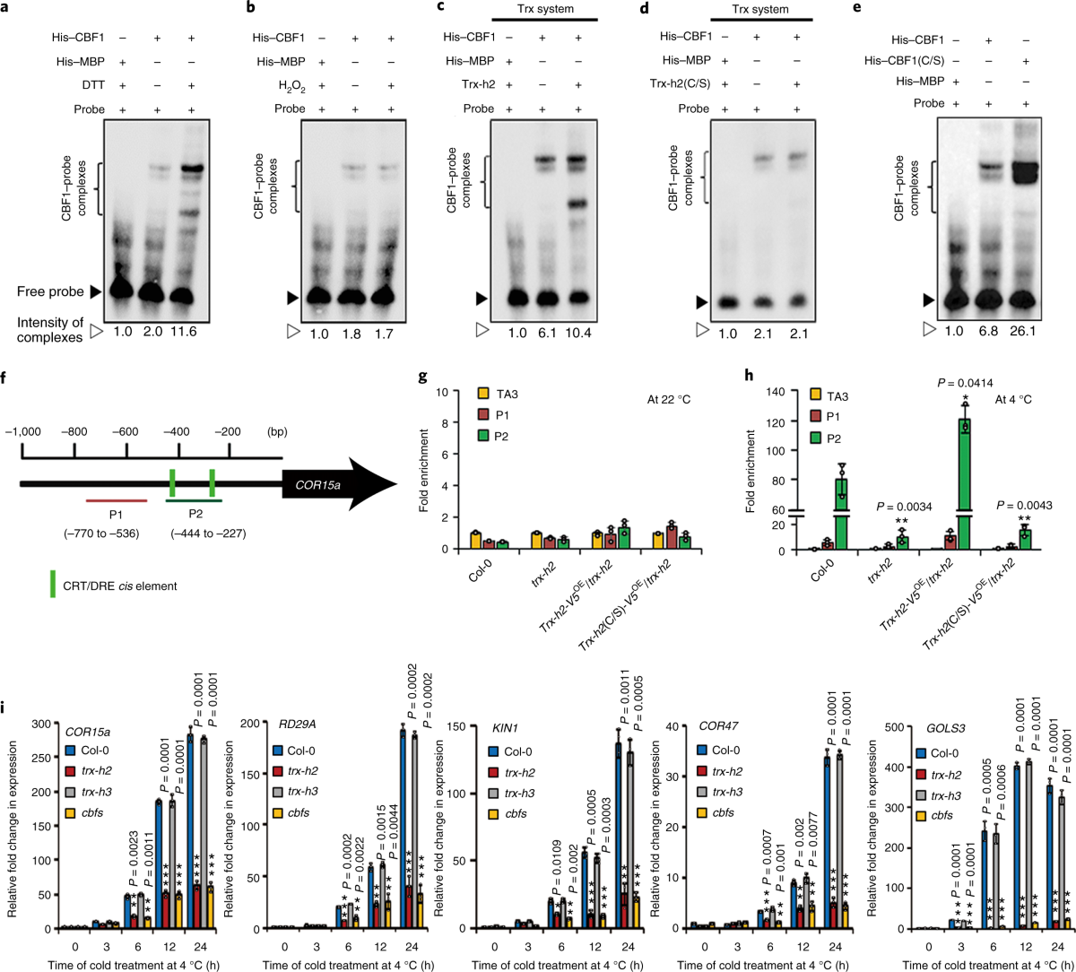 Redox-dependent structural switch and CBF activation confer freezing  tolerance in plants | Nature Plants