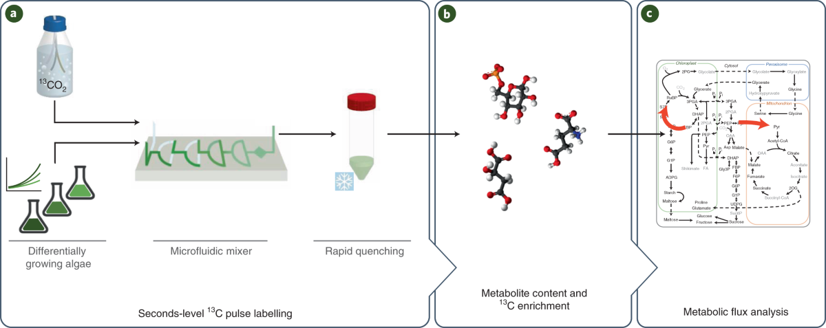 Carbon flux through photosynthesis and central carbon metabolism 