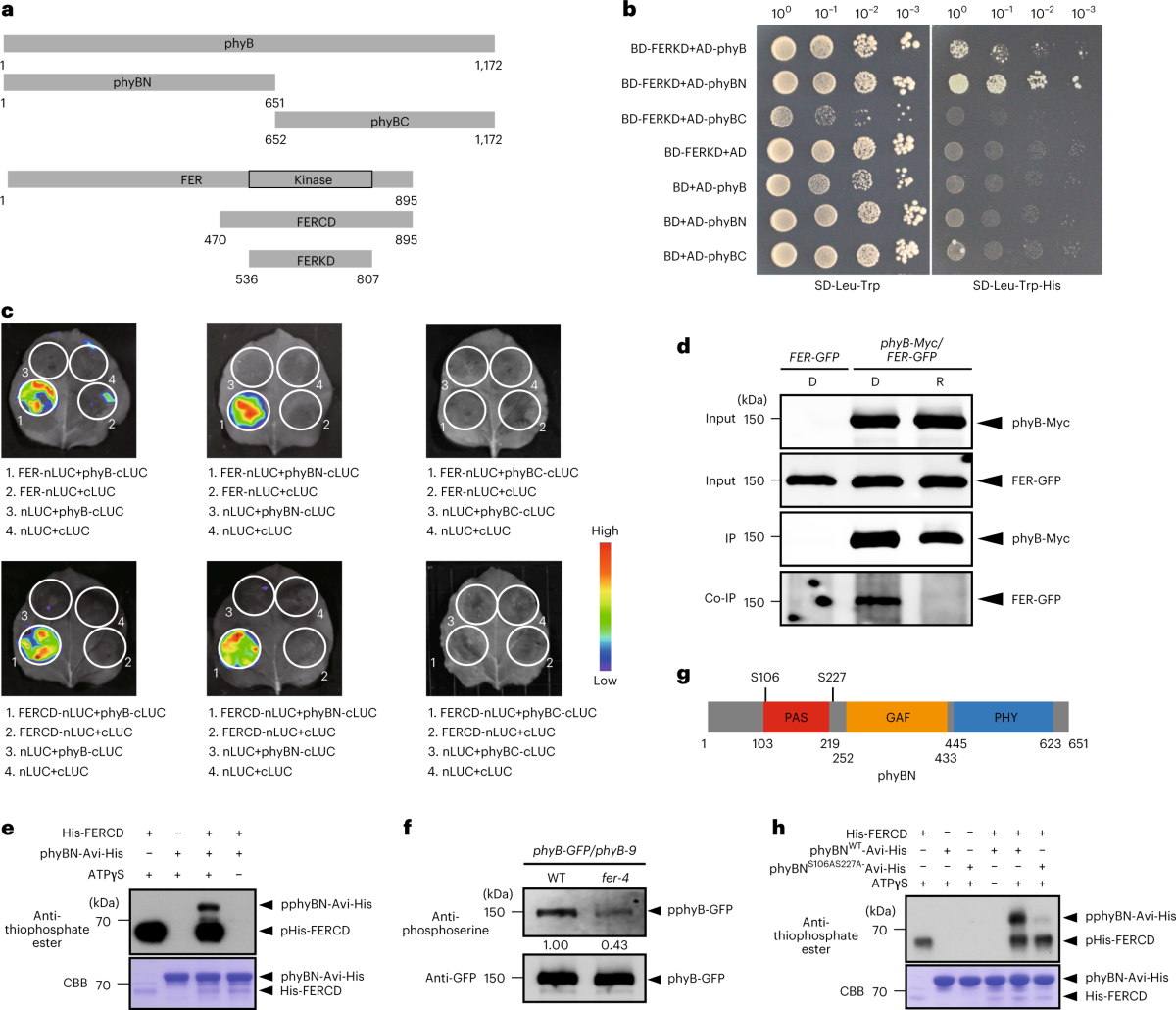 FERONIA coordinates plant growth and salt tolerance via the phosphorylation  of phyB | Nature Plants