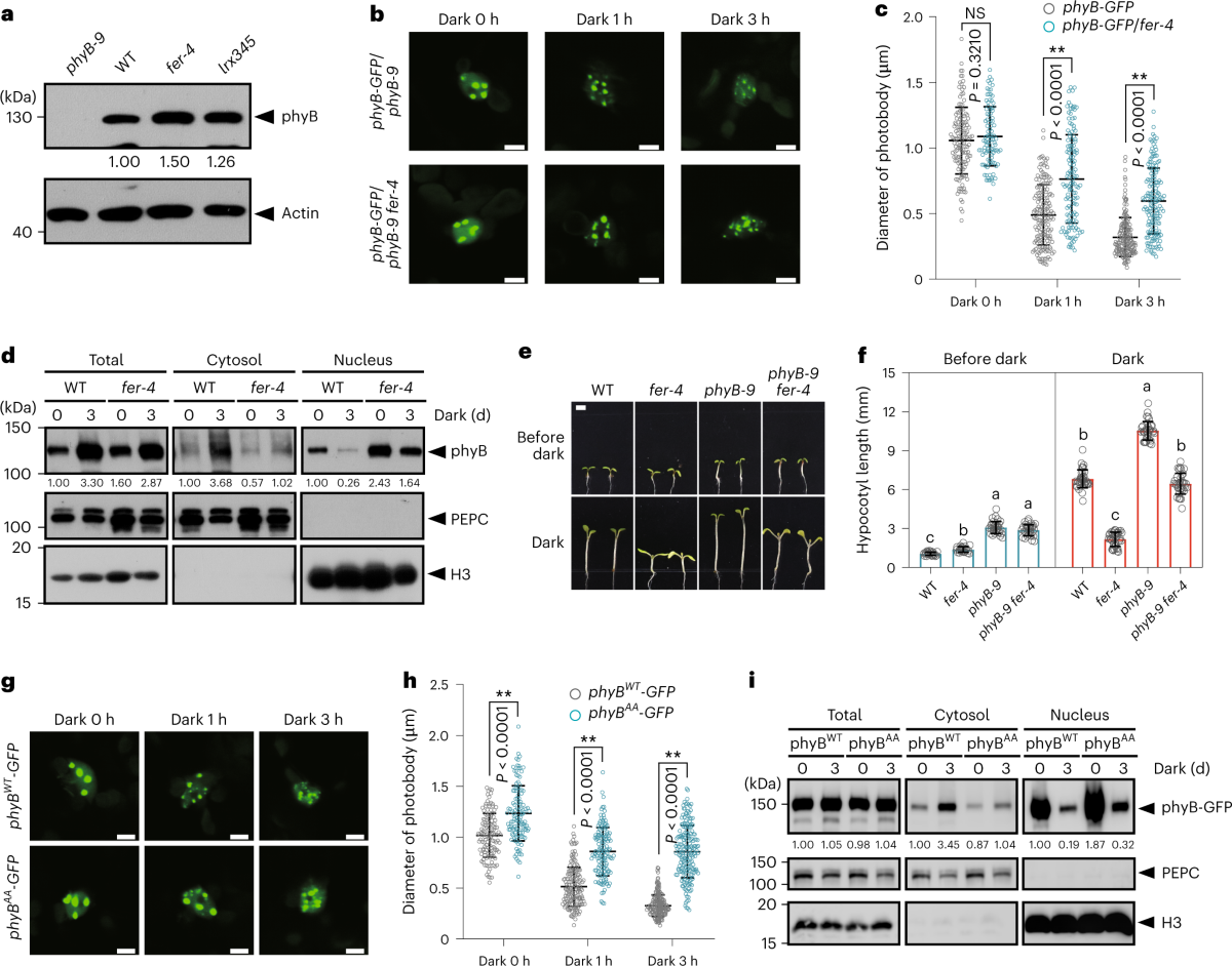 FERONIA coordinates plant growth and salt tolerance via the phosphorylation  of phyB | Nature Plants