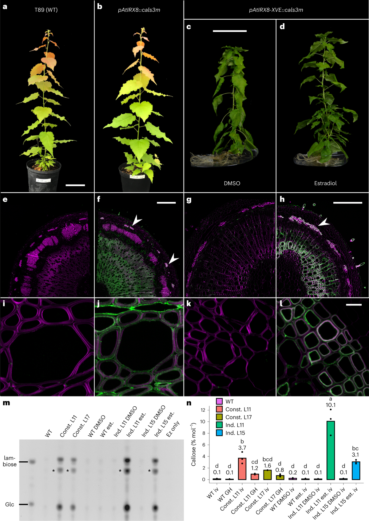 Ectopic callose deposition into woody biomass modulates the  nano-architecture of macrofibrils | Nature Plants