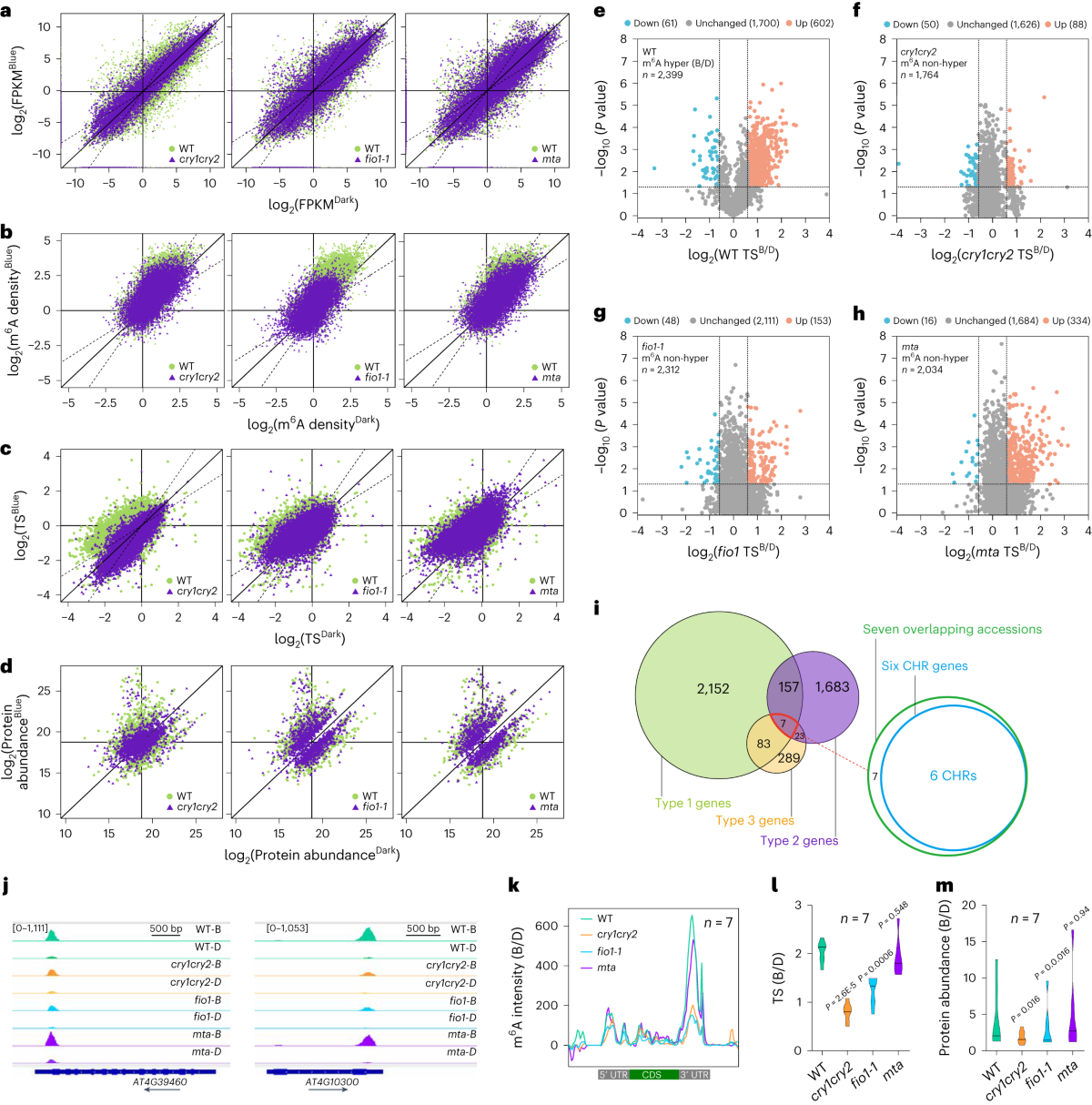 Light-induced LLPS of the CRY2/SPA1/FIO1 complex regulating mRNA  methylation and chlorophyll homeostasis in Arabidopsis | Nature Plants