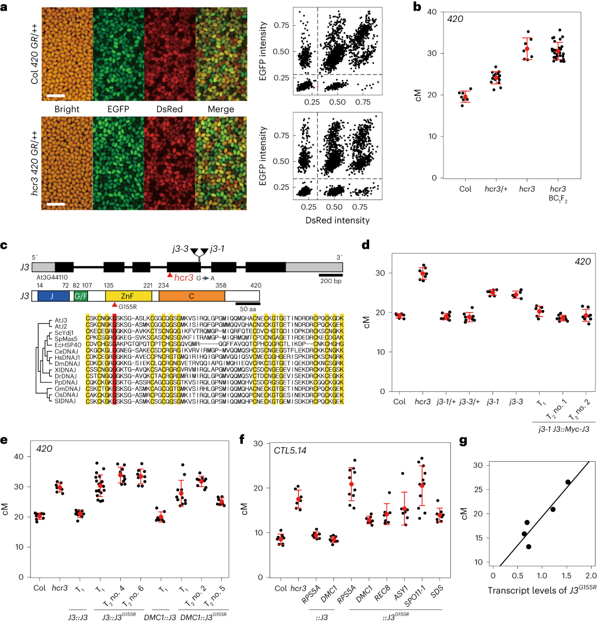 Control of meiotic crossover interference by a proteolytic 