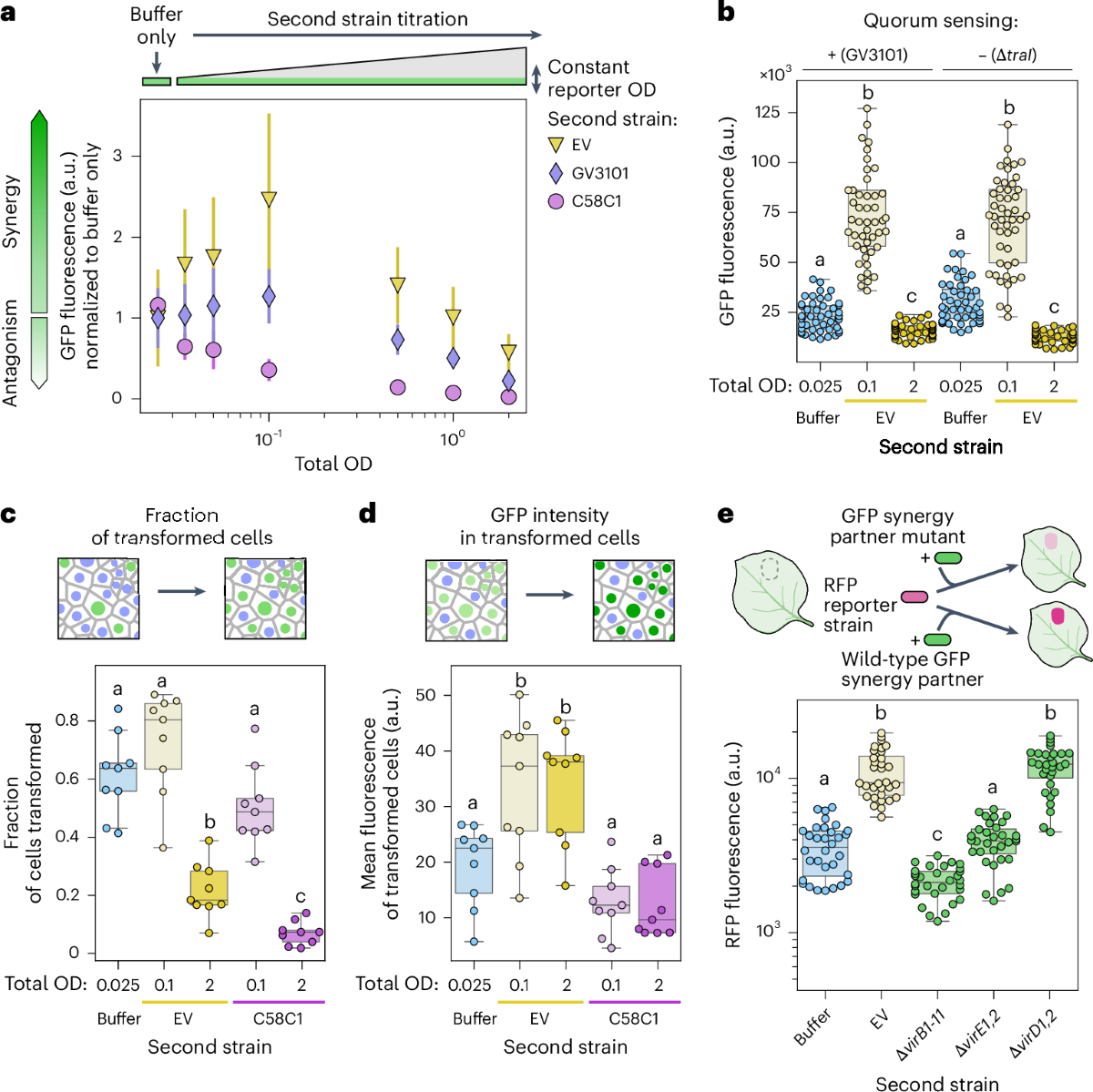 Quantitative dissection of Agrobacterium T-DNA expression in single plant  cells reveals density-dependent synergy and antagonism | Nature Plants