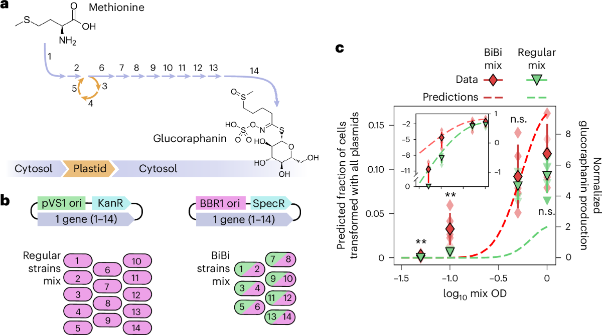 Quantitative dissection of Agrobacterium T-DNA expression in single plant  cells reveals density-dependent synergy and antagonism | Nature Plants